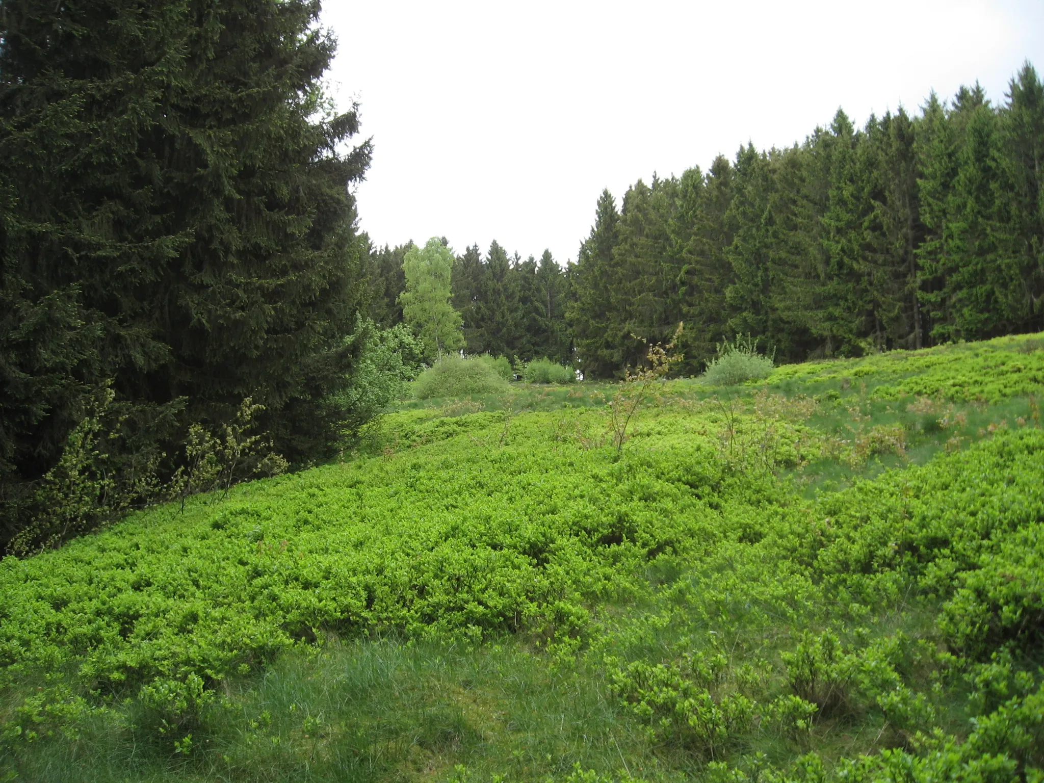 Photo showing: Naturschutzgebiet Gretenberg von Süden; Brilon.