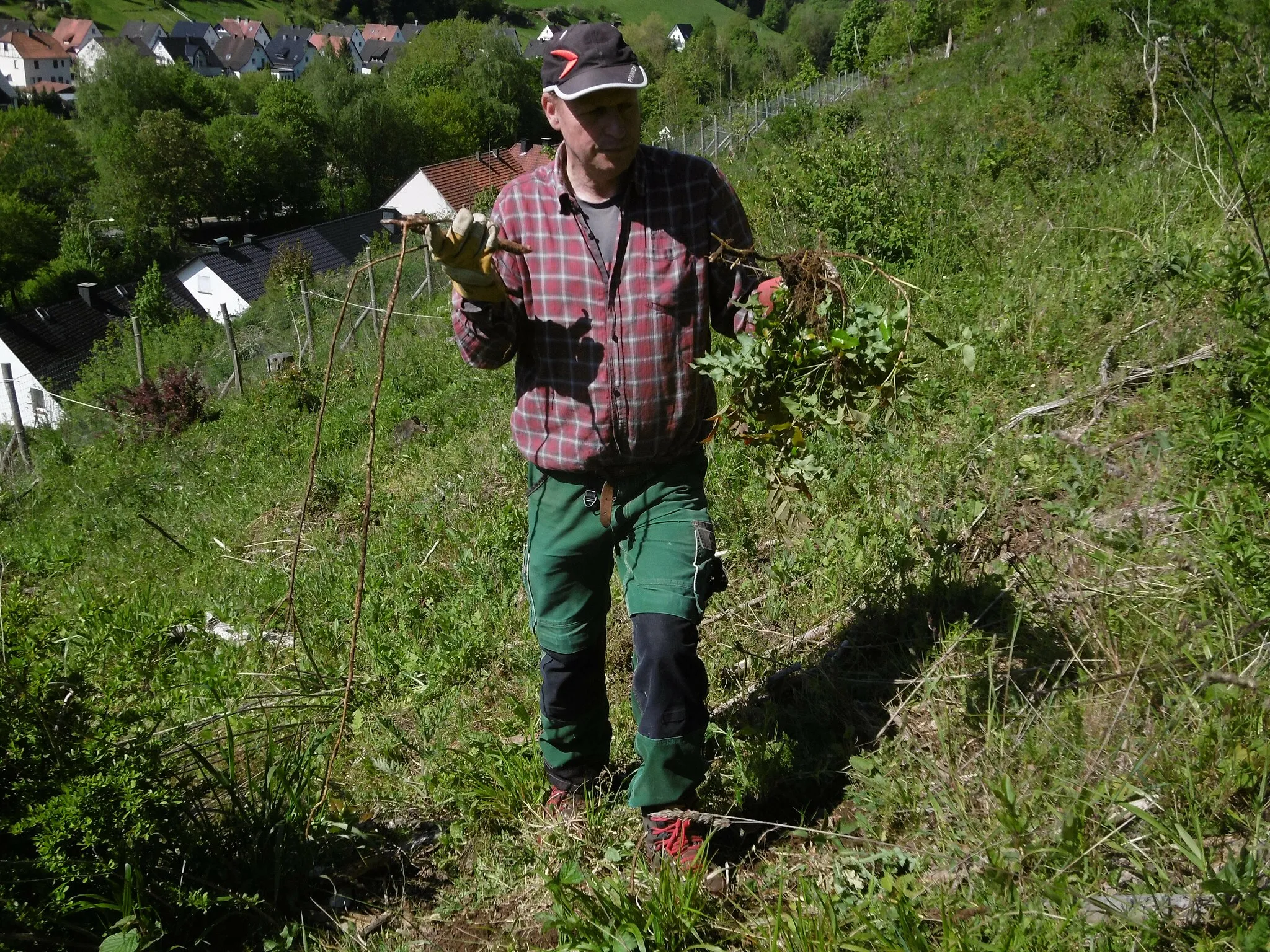 Photo showing: Martin Lindner with chopped Common Oregon Grape (Mahonia aquifolium) in the Sticklenberg / Schwarze Haupt nature reserve in Brilon - Messinghausen, during a campaign to combat common Oregon grape at the Hochsauerlandkreis Biological Station; note the long root on the left; Messinghausen in the background.