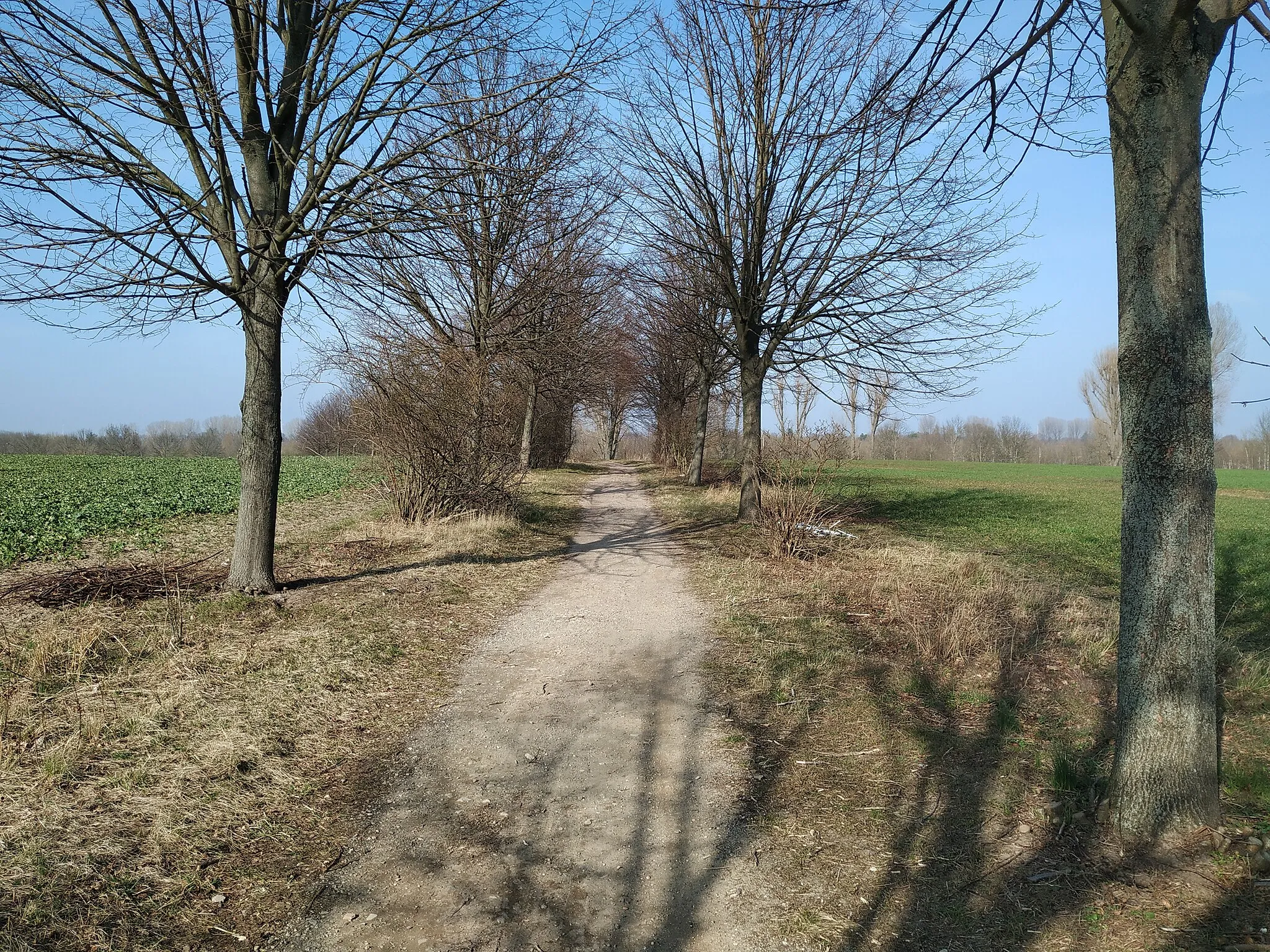 Photo showing: Pfad auf dem Mörderberg, einer Erhebung in Berlin-Stadtrandsiedlung Malchow