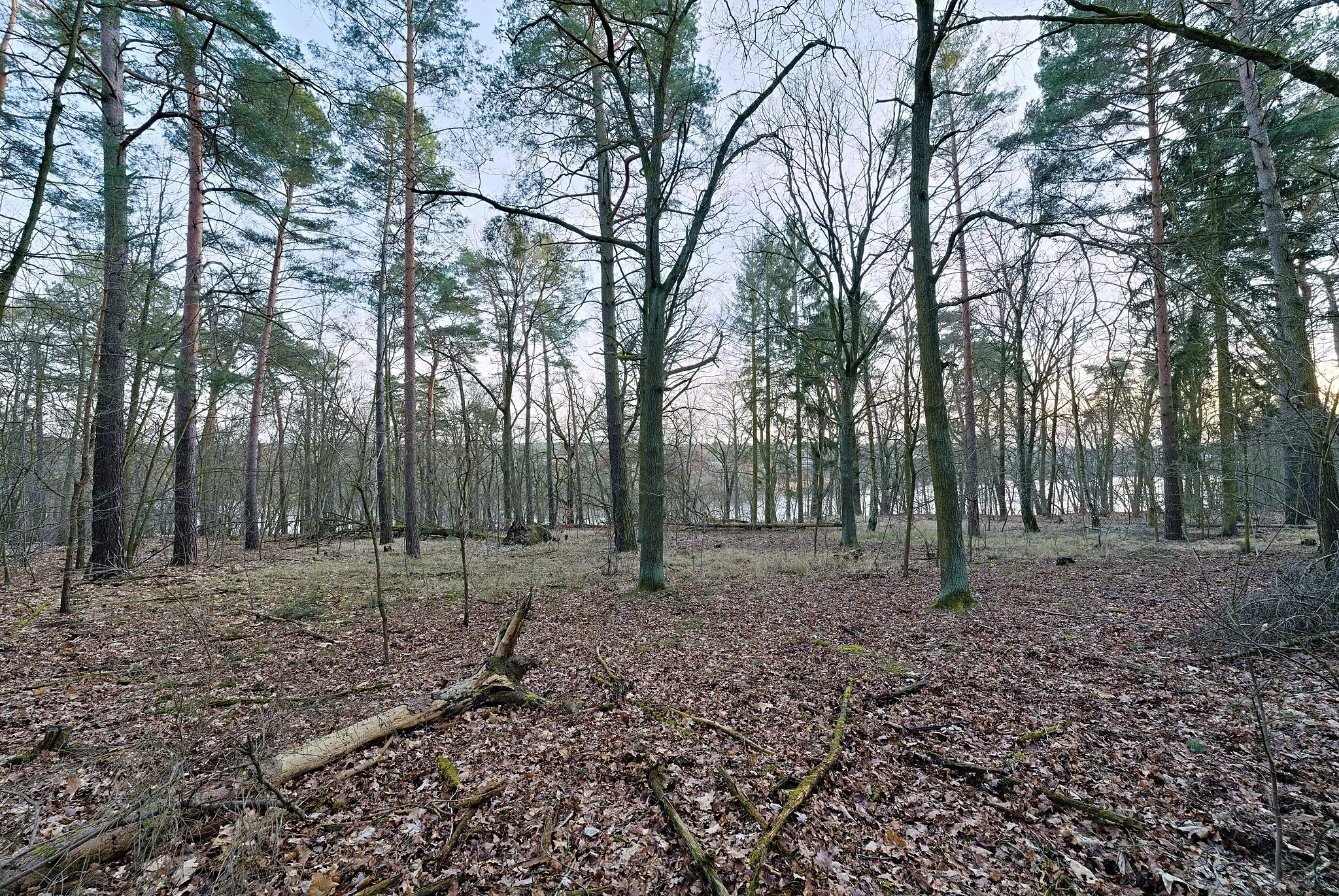 Photo showing: Düppeler Forst west of the Moritz-Berg in Berlin-Wannsee in the protected landscape area Düppeler Forst and the special protection area Westlicher Düppeler Forst.