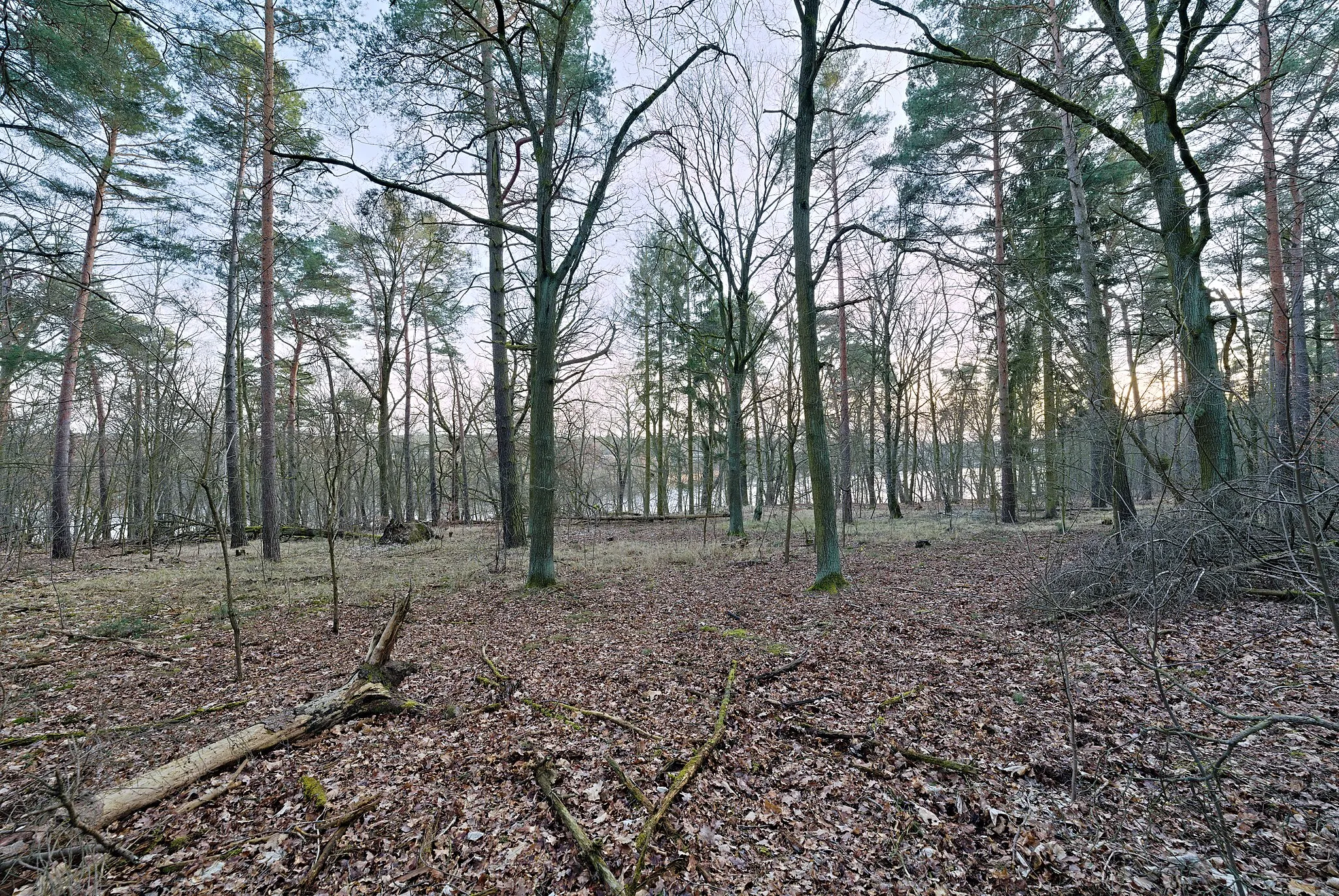 Photo showing: Düppeler Forst west of the Moritz-Berg in Berlin-Wannsee in the protected landscape area Düppeler Forst and the special protection area Westlicher Düppeler Forst.