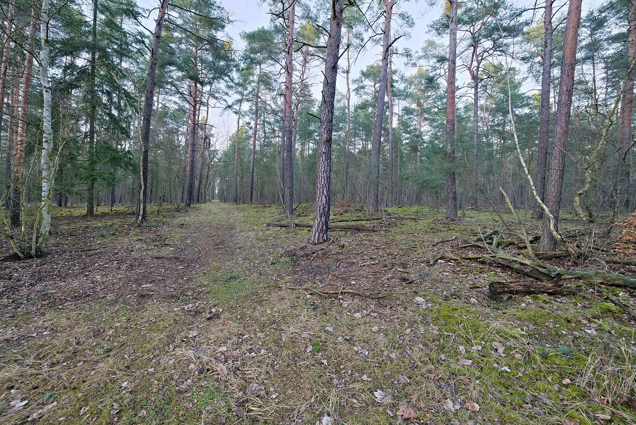Photo showing: Düppeler Forst west of the Moritz-Berg in Berlin-Wannsee in the protected landscape area Düppeler Forst and the special protection area Westlicher Düppeler Forst.