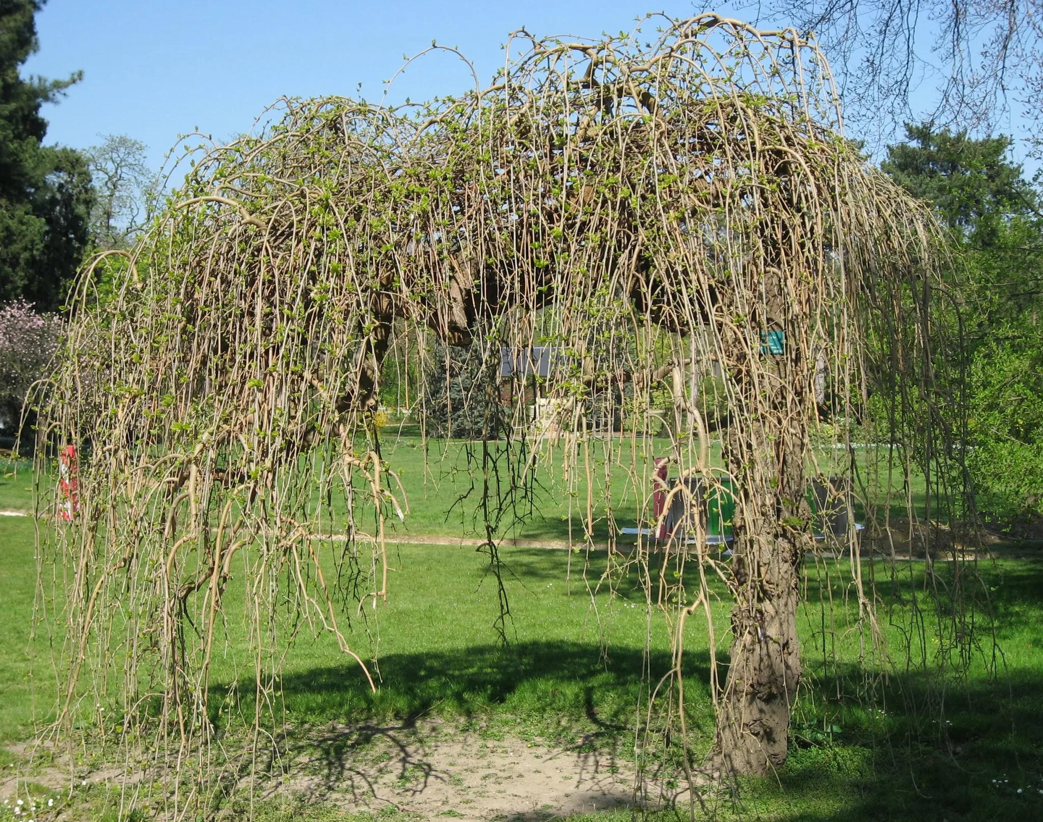 Photo showing: Morus alba in Jardin du Pré-Catelan

Map: 48° 51' 52" N 2° 15' 13" E