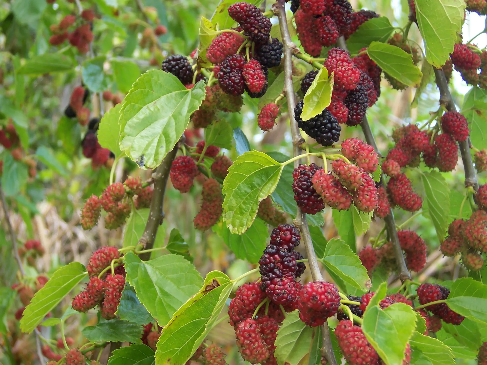 Photo showing: Morus alba (fruits)