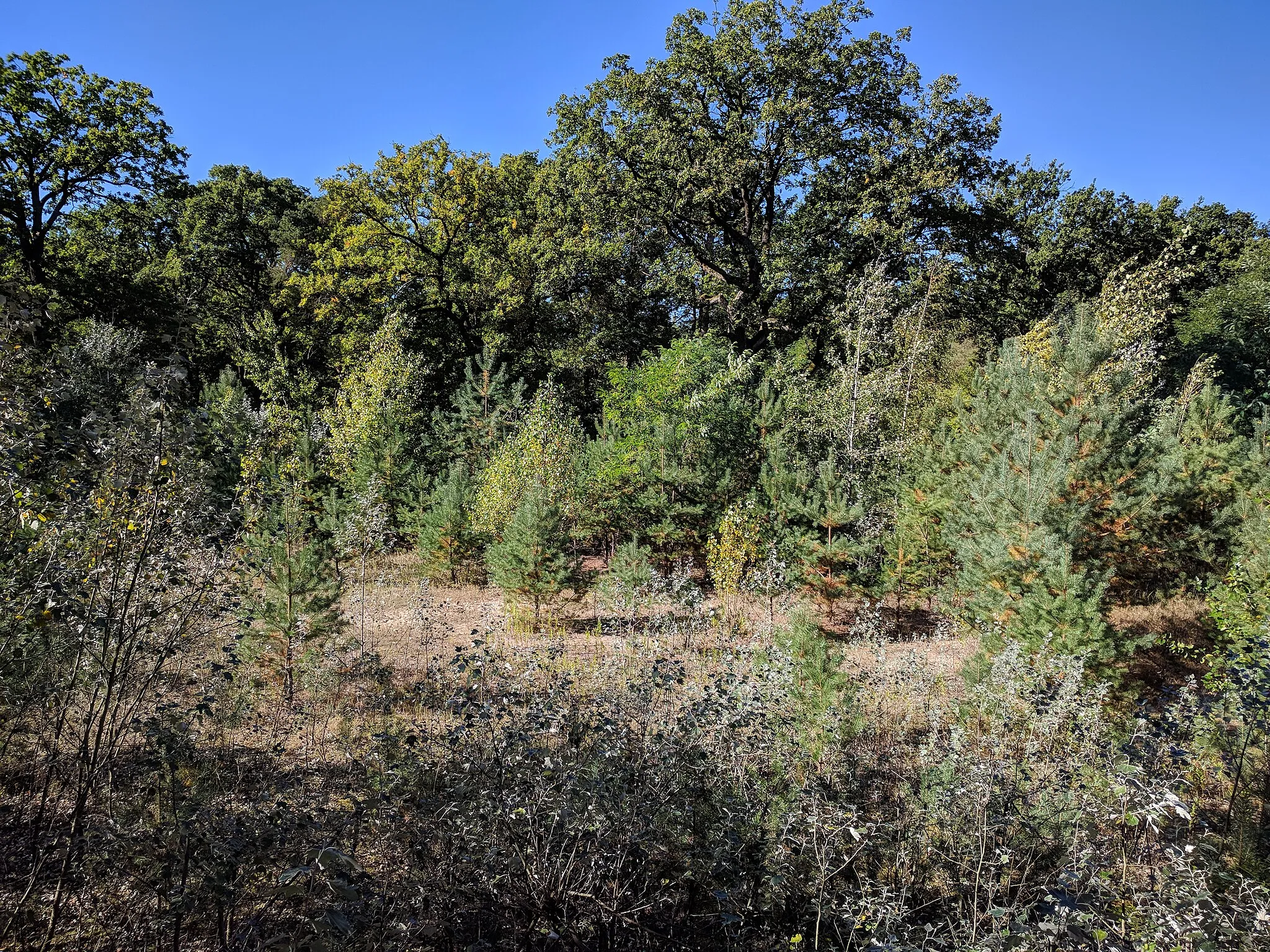 Photo showing: Das Gelände des ehemaligen Senders Köpenick im Berliner Waldgebiet Dammheide.