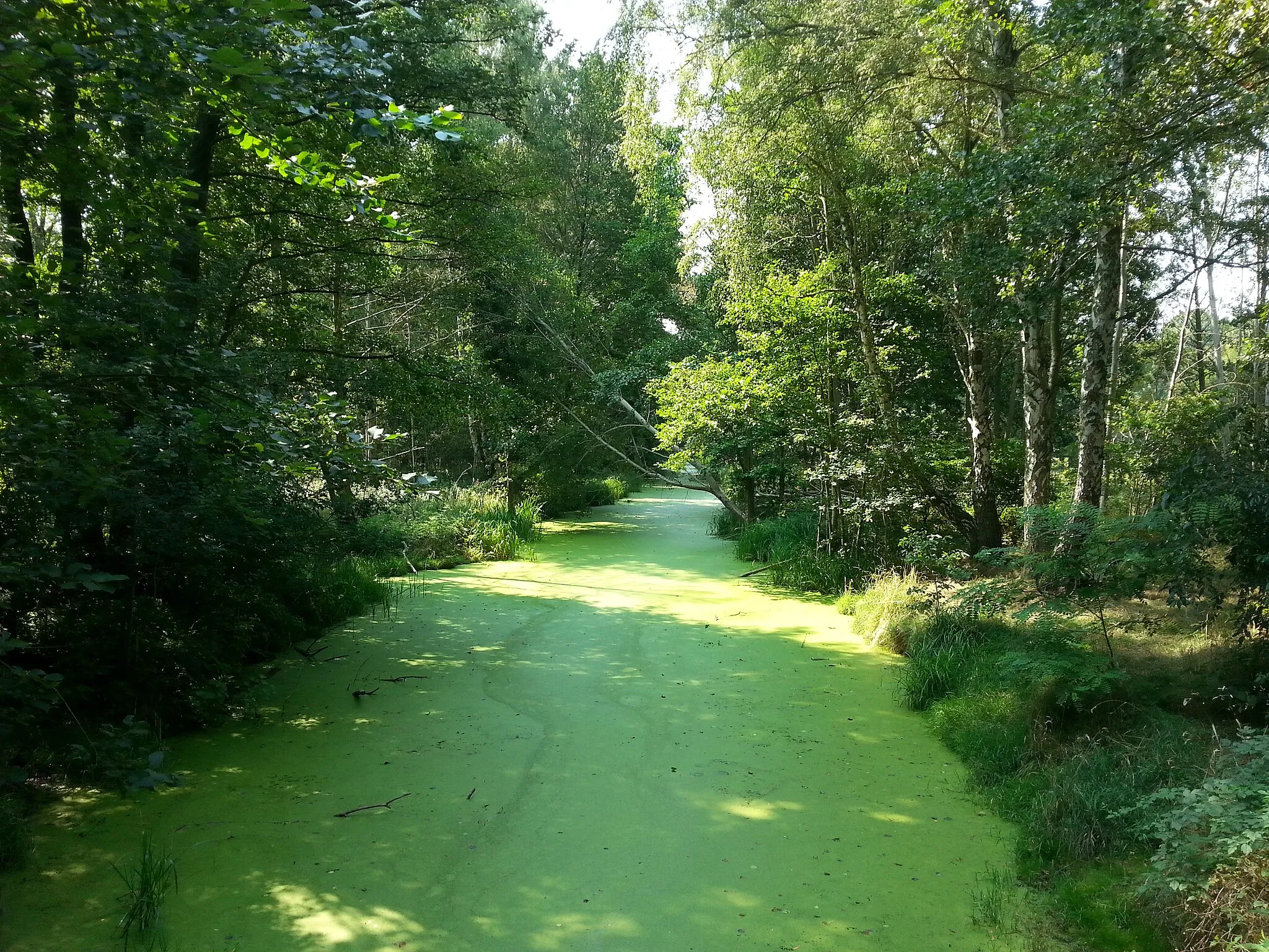 Photo showing: Der Skabyer Torfgraben zwischen Bindow und Kablow