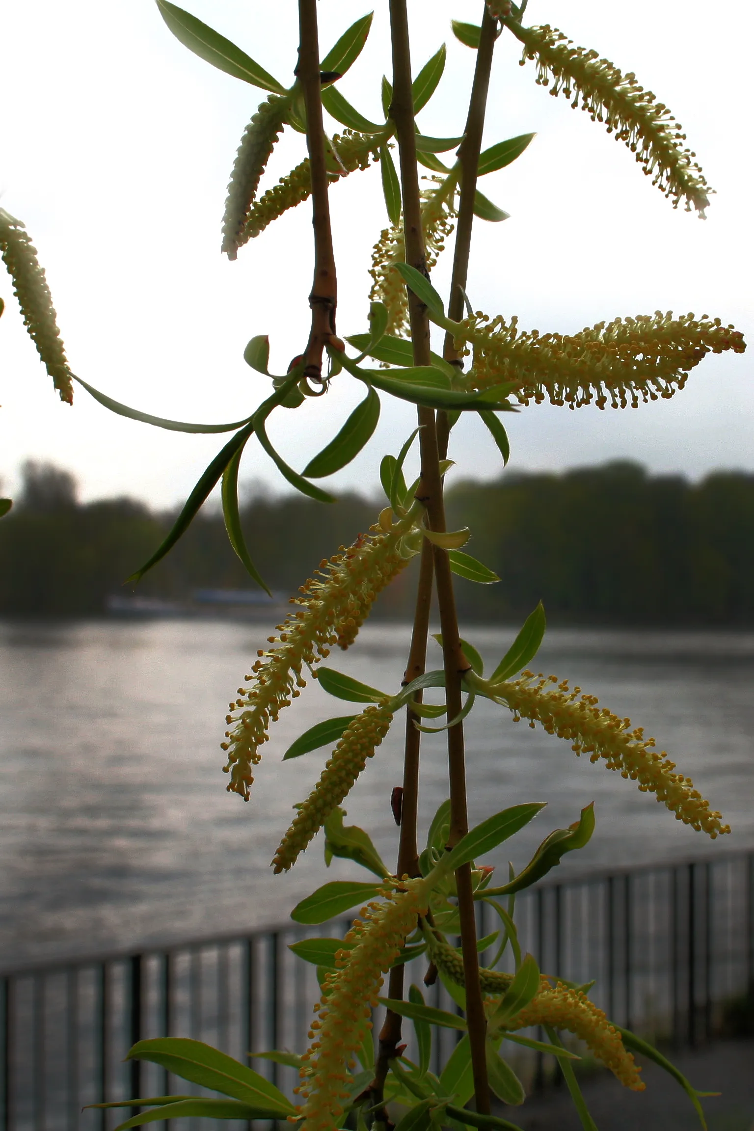 Photo showing: Frühling