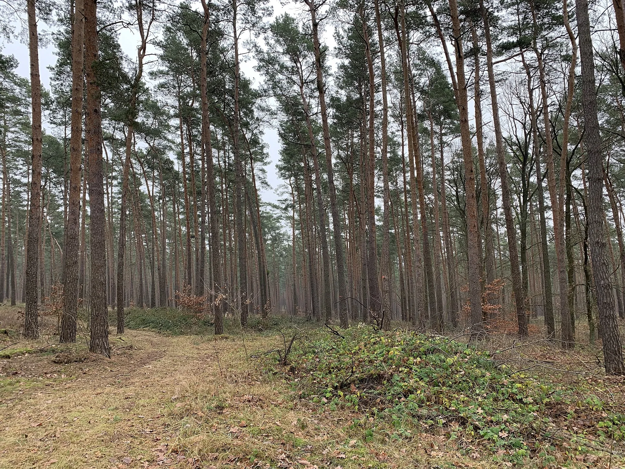 Photo showing: Stahlberg, eine 85,2 hohe Erhebung in Spreenhagen, Brandenburg