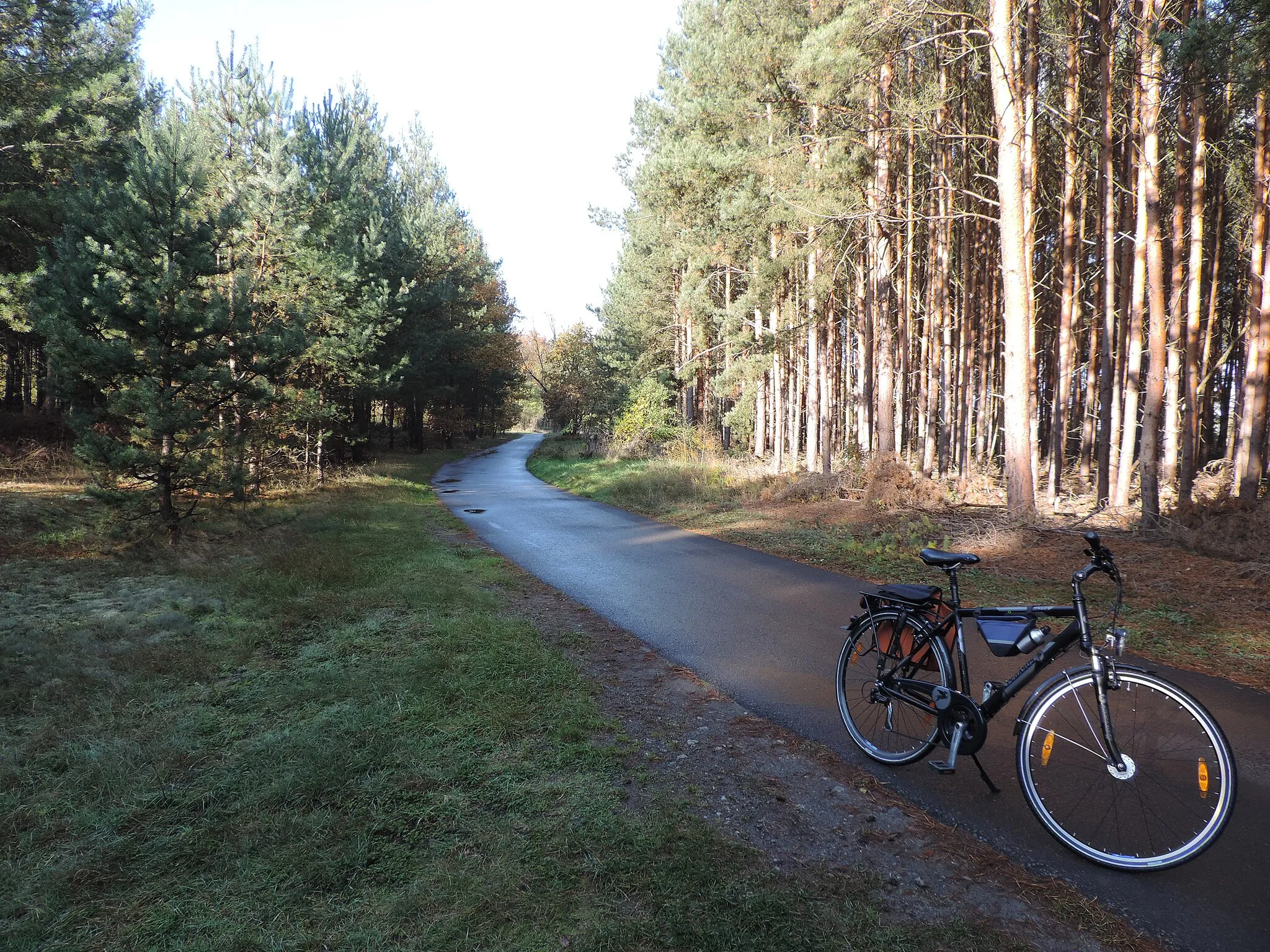 Photo showing: Pause im Kiefernwald