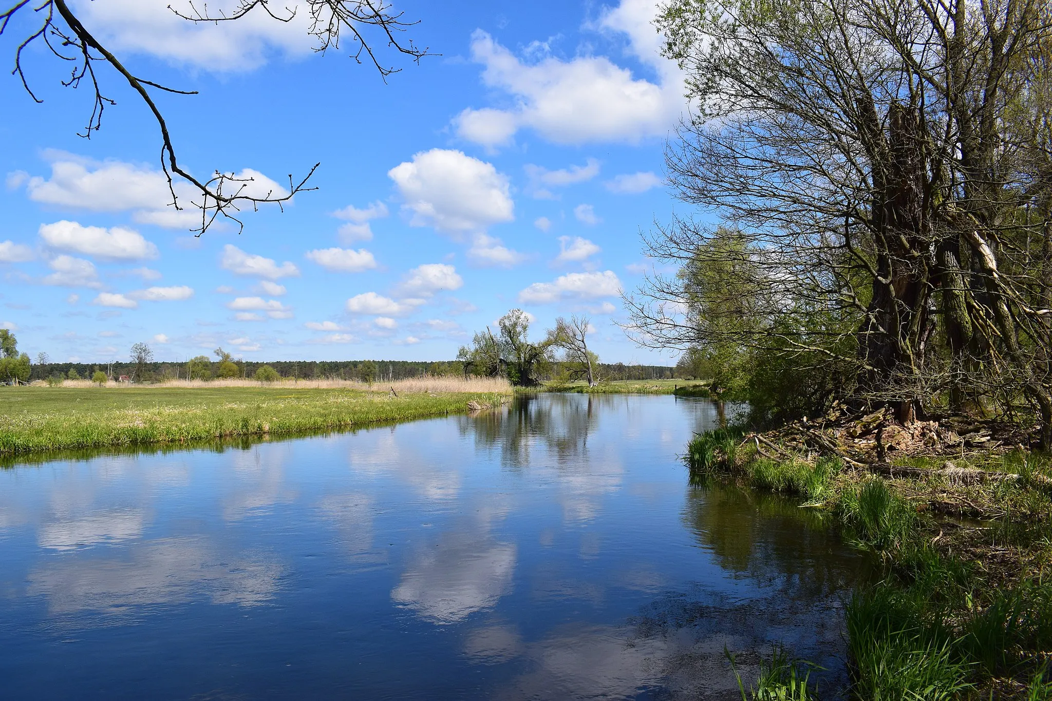 Photo showing: Spree bei Kirchhofen, Gemeinde Spreenhagen, Brandenburg.