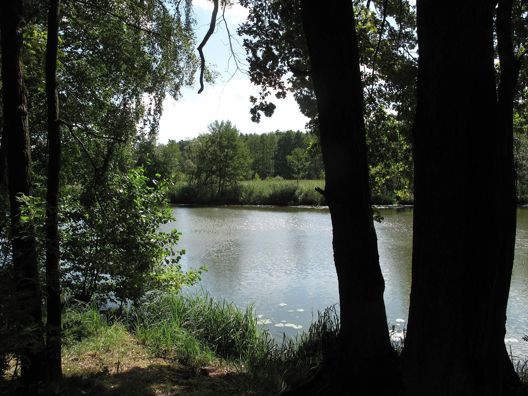 Photo showing: Storkower Kanal in the Naturschutzgebiet Storkower Kanal. The „Naturschutzgebiet Storkower Kanal “ is a Naturschutzgebiet (protected area) and Natura 2000-area in the districts Oder-Spree and Dahme-Spreewald in Brandenburg, Germany. The area covers about 97 hectare and is situated in the Dahme-Heideseen Nature Park. It is nestled along the „Stahnsdorfer Fließ“ (little stream) and along the west part of the eponymous Storkower Kanal (water canal).