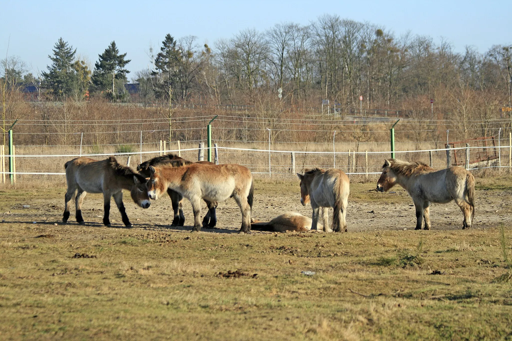 Photo showing: Przewalski-Pferde in der Döberitzer Heide.