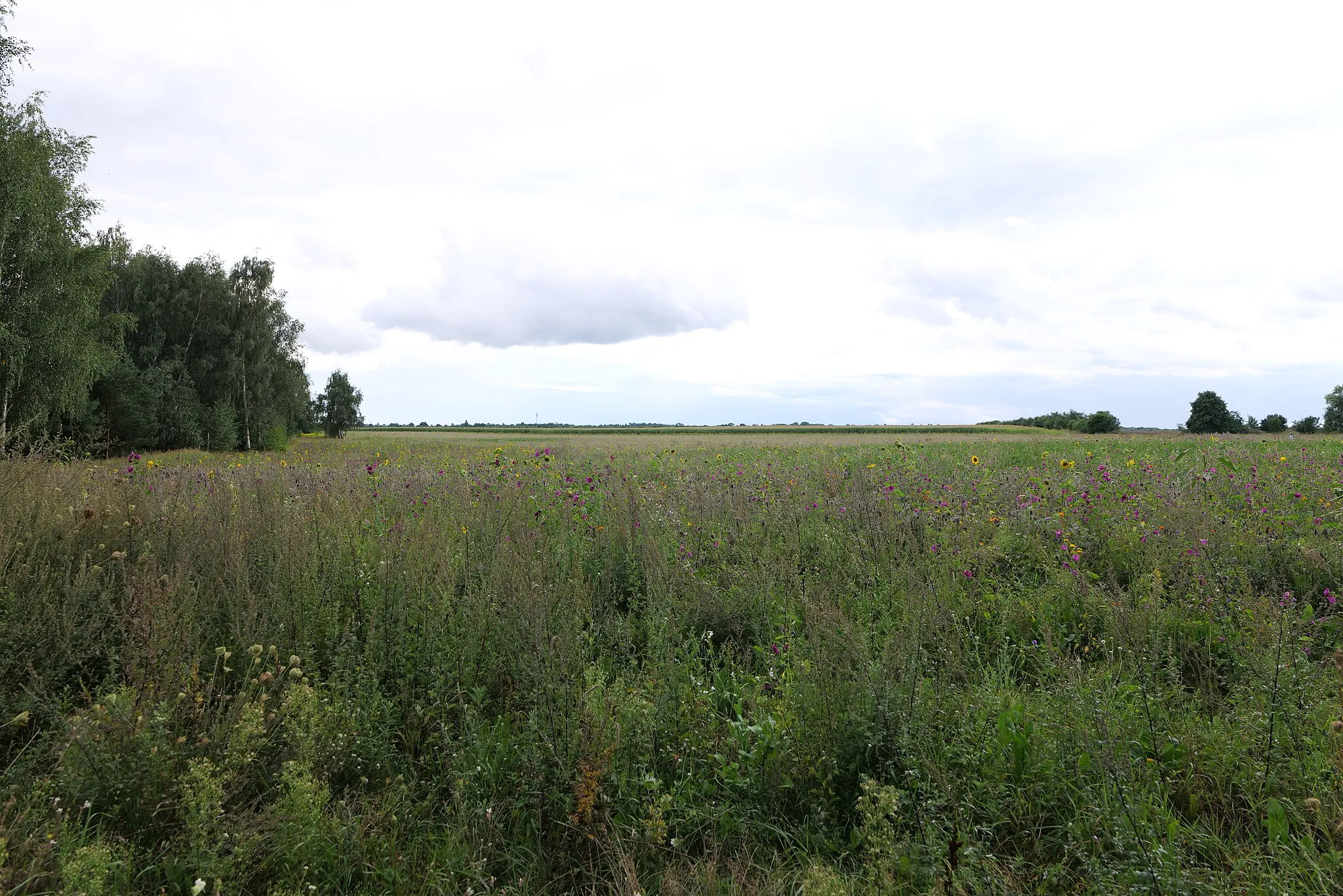 Photo showing: Feld in Stolpe bei Hohen Neuendorf.