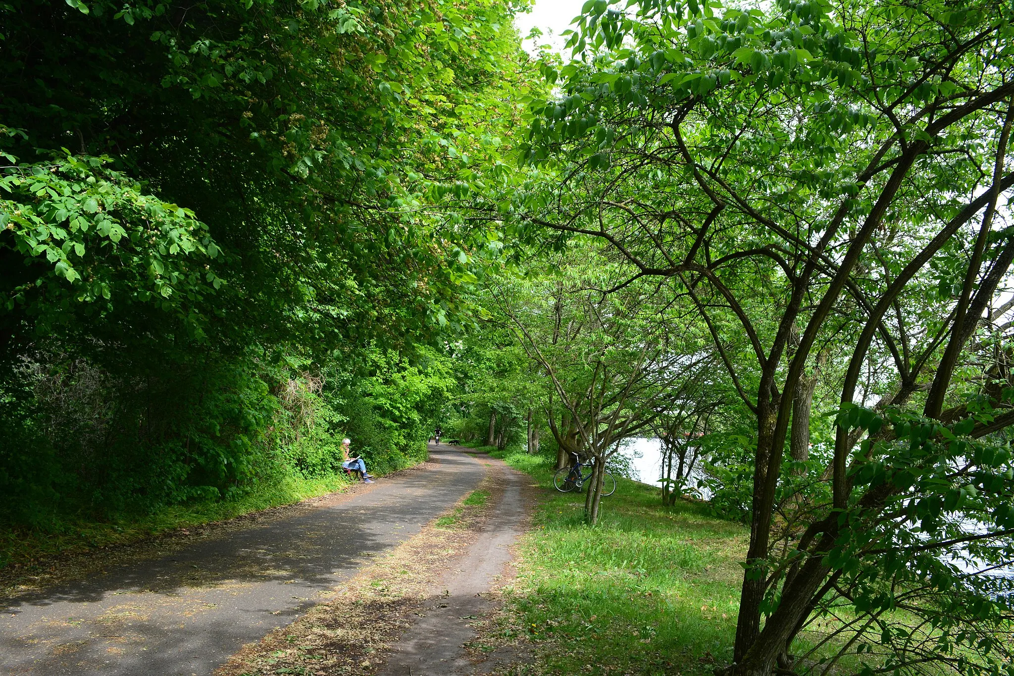 Photo showing: Uferweg an der Spree im Landschaftsschutzgebiet  Berlin-Plänterwald