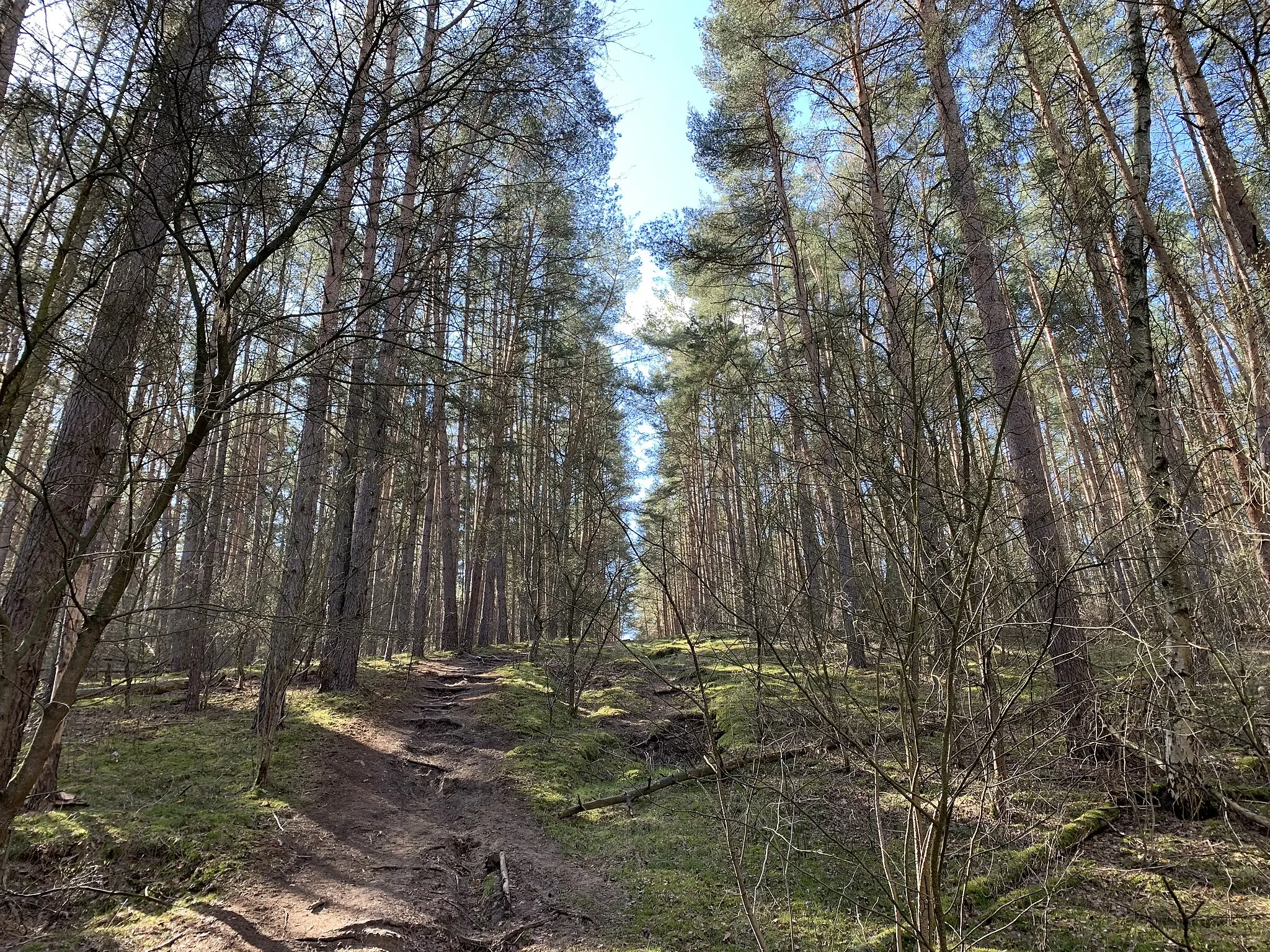 Photo showing: Backofenberg, eine 91m hohe Erhebung der Gemeinde Nuthetal in Brandenburg