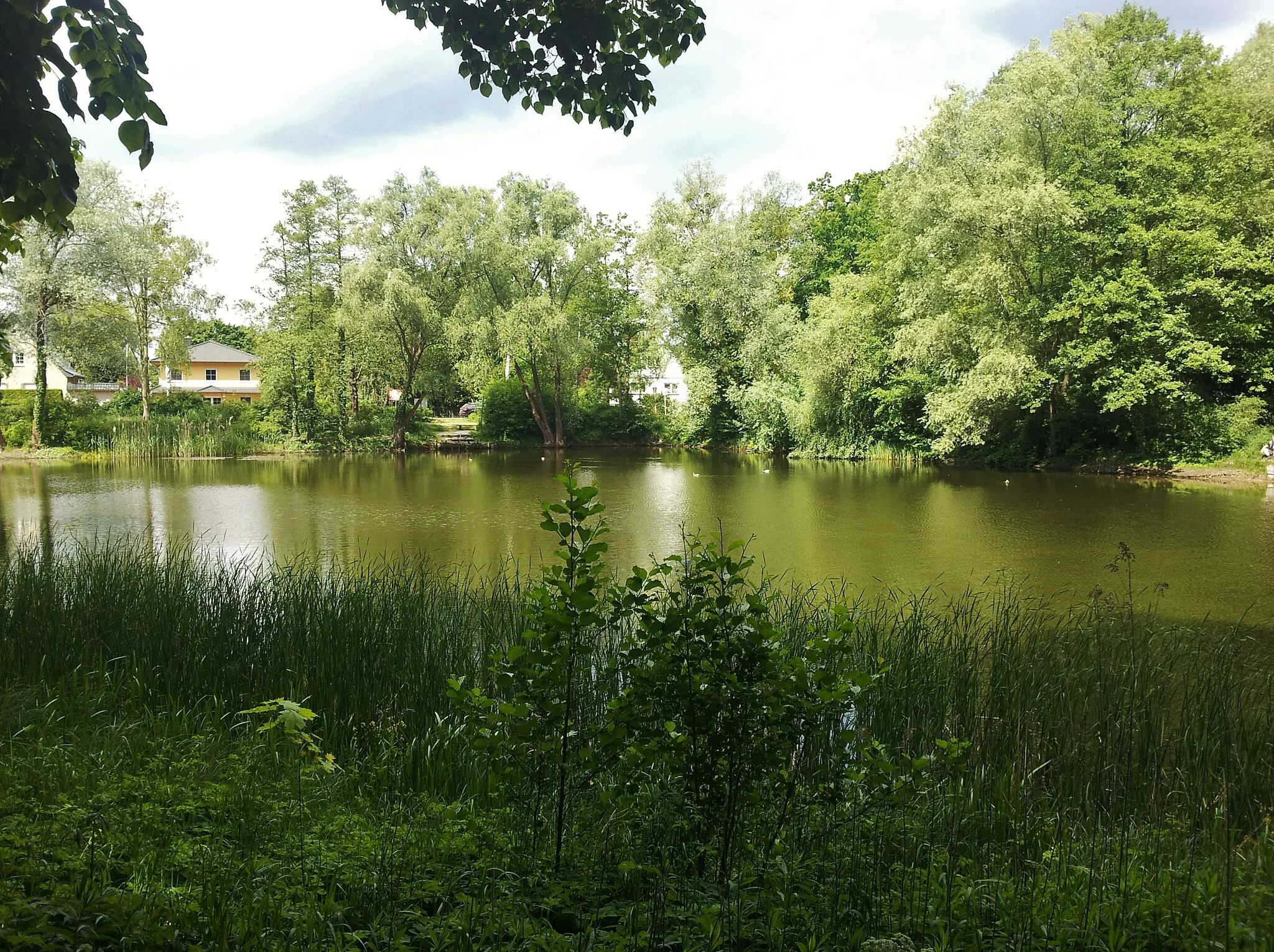 Photo showing: Der "runde Teil" des Lindenweihers im Falkenseer Ortsteil Finkenkrug