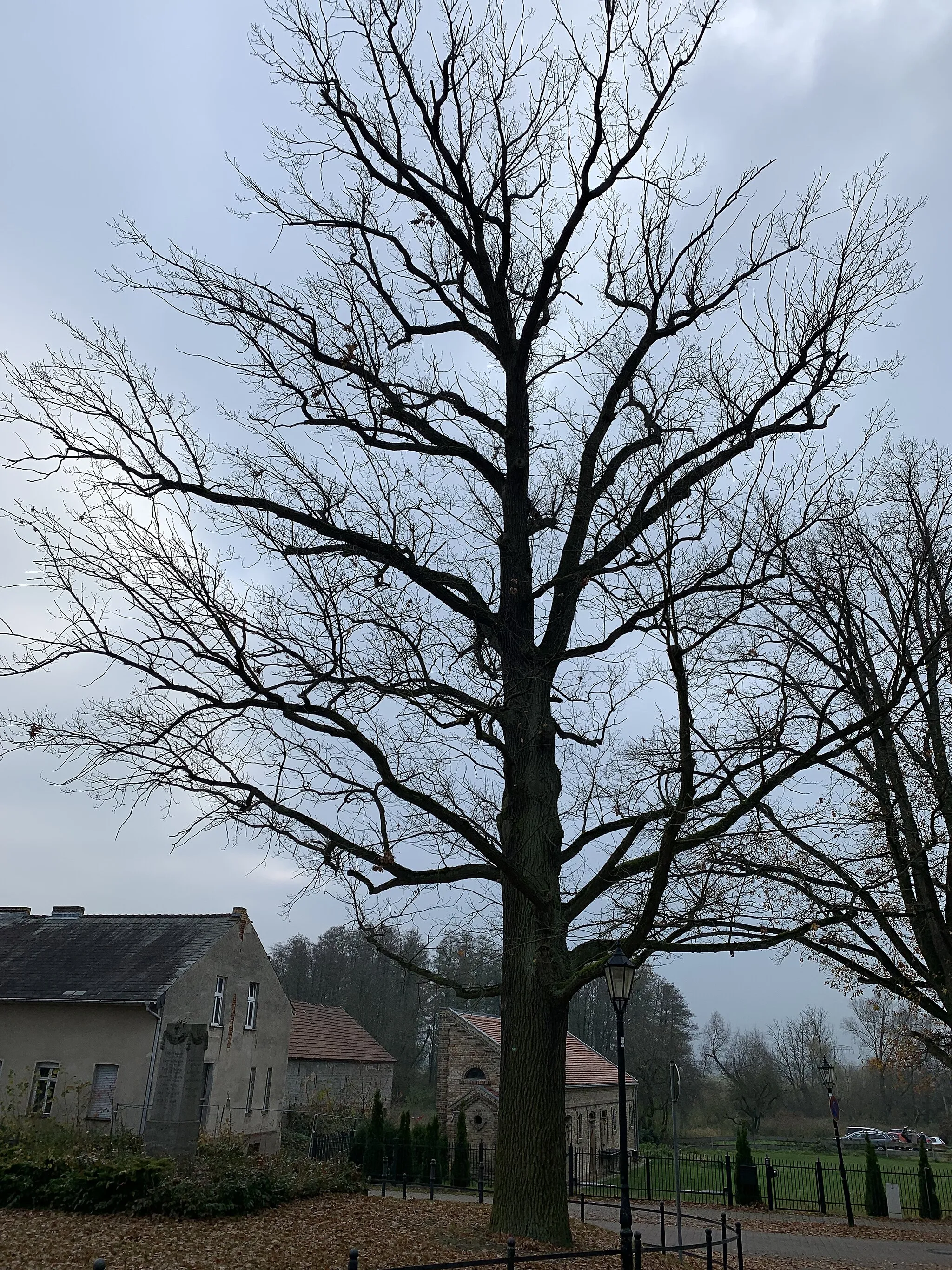 Photo showing: Natural monument Friedenseiche (Baum) in Diedersdorf with monument id Blattnummer: 48, Registernummer: B0641