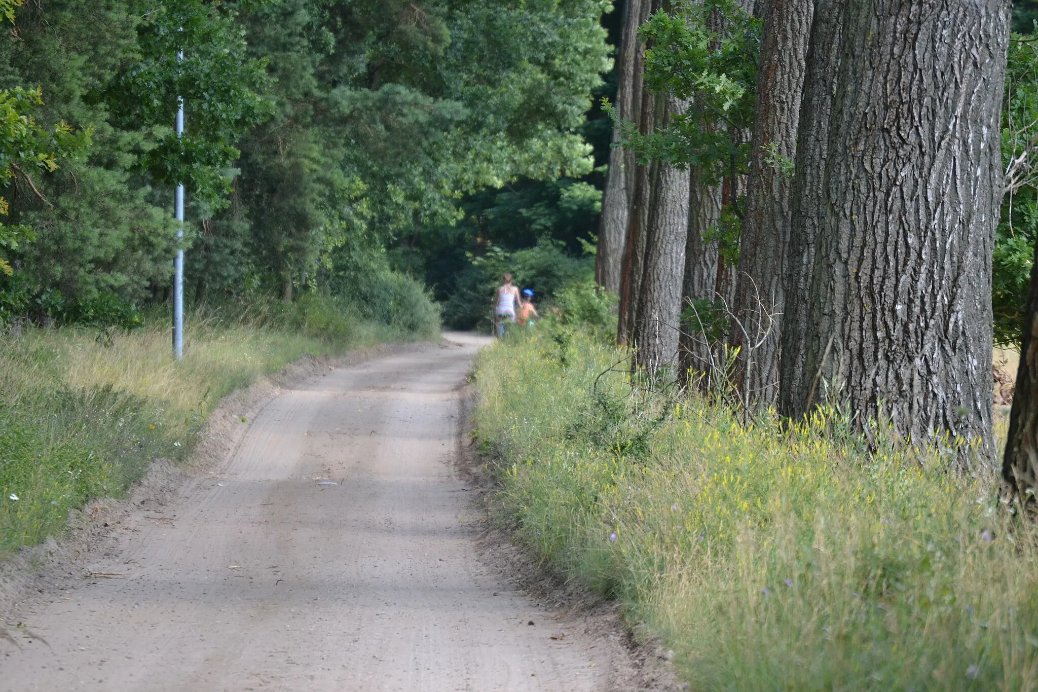 Photo showing: Tasdorfer Straße in Schöneiche bei Berlin, von Schöneiche kommend nach Tasdorf gehend.