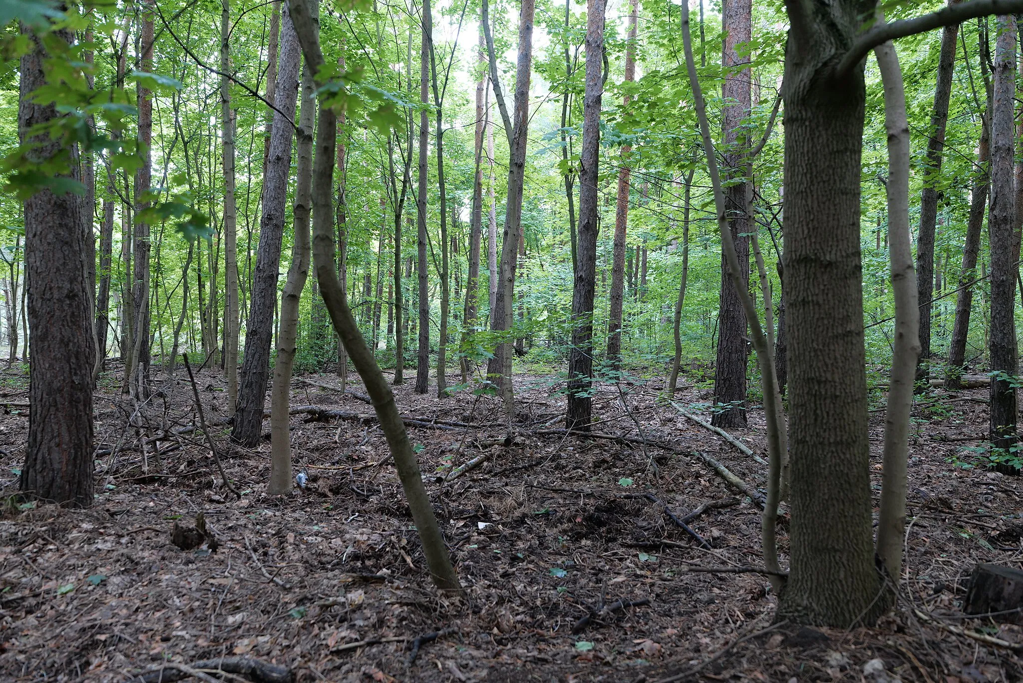 Photo showing: Waldgebiet Stolper Heide.