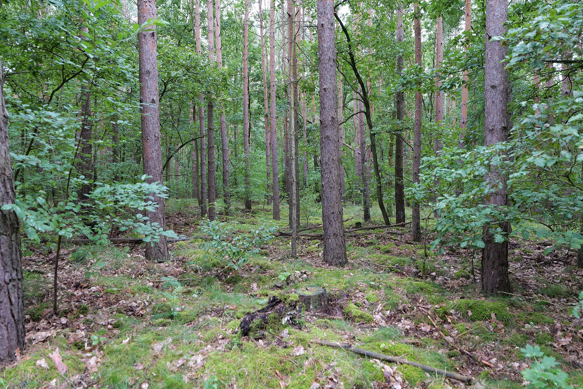 Photo showing: Waldgebiet Stolper Heide.