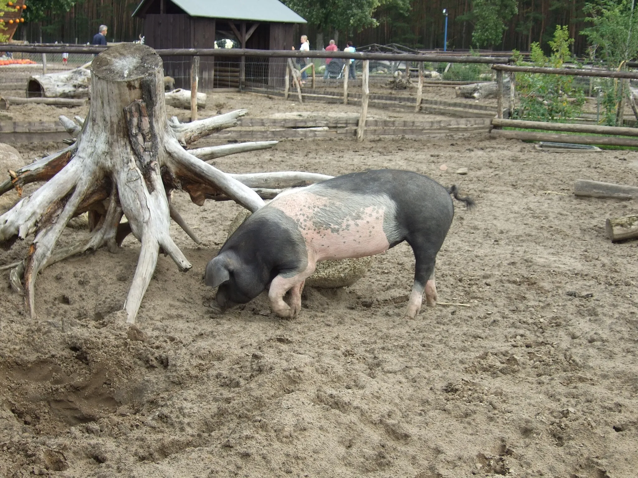 Photo showing: Angeln Saddleback on Asparagus Farm in Klaistow, Germany.