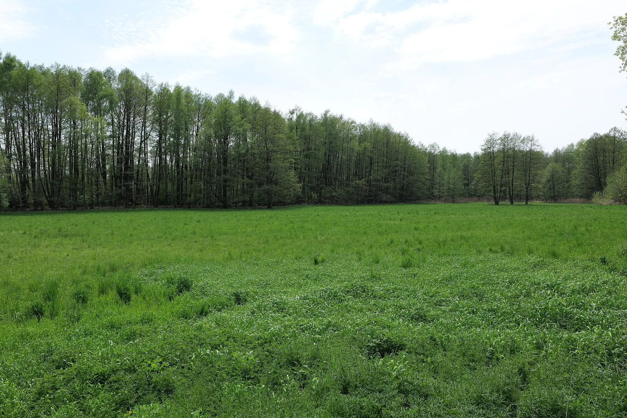 Photo showing: Landschaftsschutzgebiet Notte-Niederung am 11. Mai 2021.