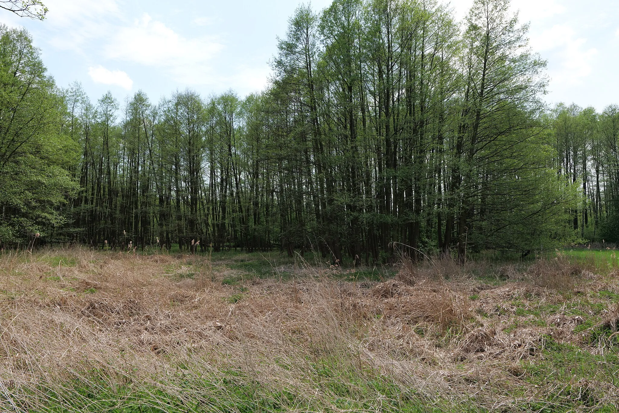 Photo showing: Landschaftsschutzgebiet Notte-Niederung am 11. Mai 2021.