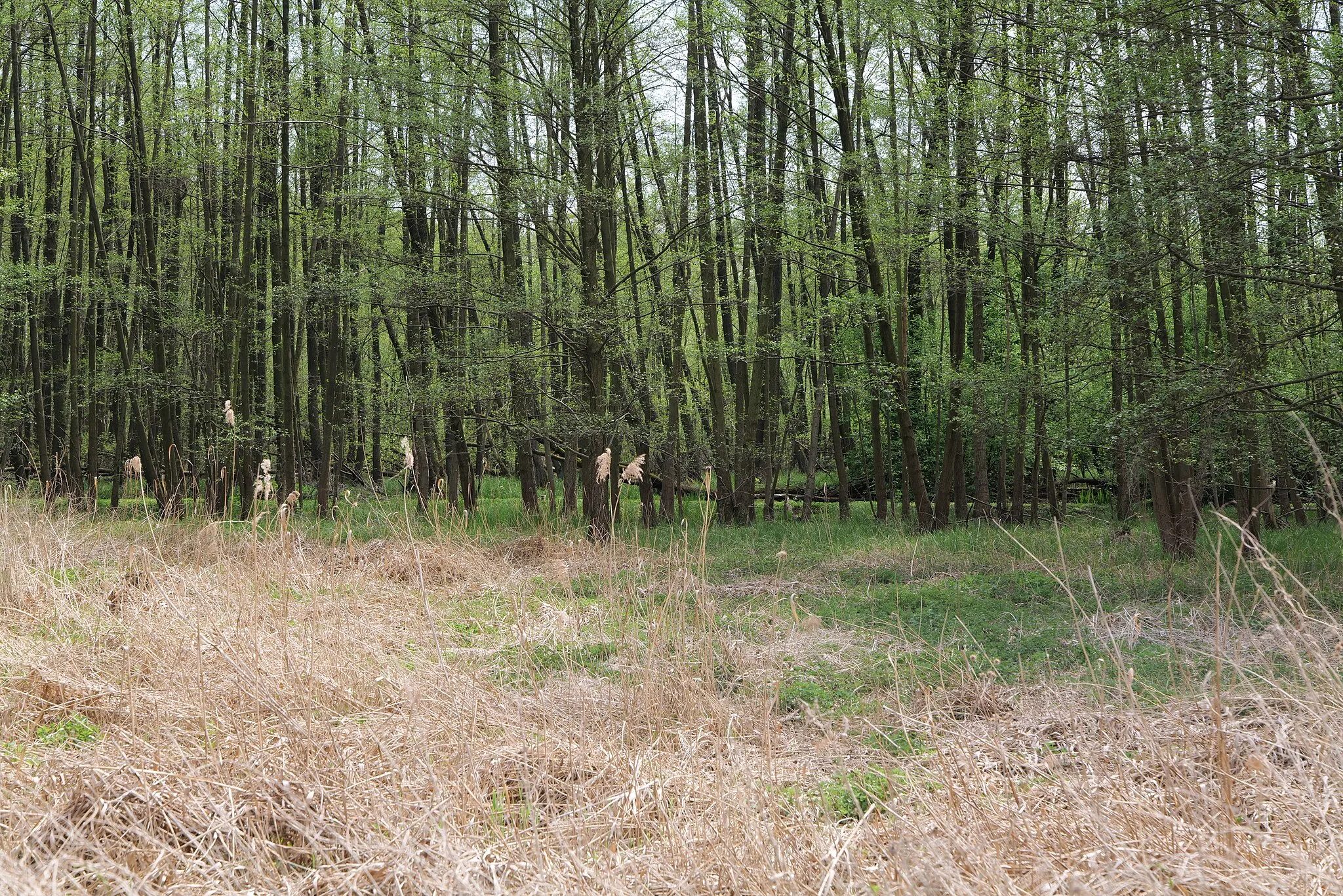 Photo showing: Landschaftsschutzgebiet Notte-Niederung am 11. Mai 2021.