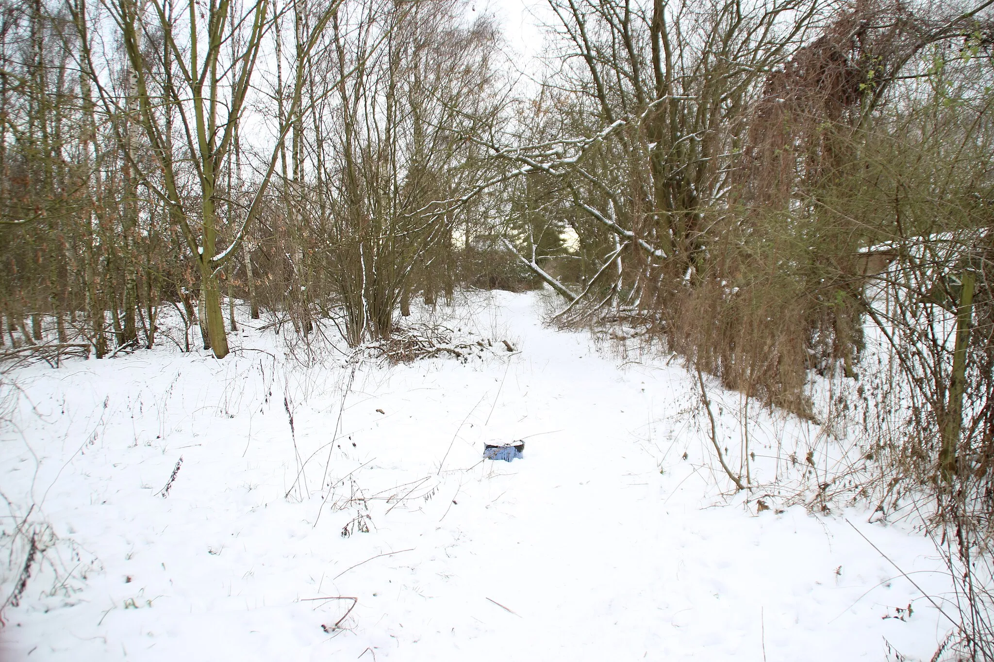 Photo showing: Schneelandschaft auf dem Teichberg, einer natürlichen Erhebung in Berlin-Karow. Im Bild ist ein schmaler Pfad zu sehen, welcher die Straßen 42 und 69 miteinander verbindet. Links grenzt ein kleiner Birkenwald an. Rechts vom Weg liegt eine Pferdekoppel.