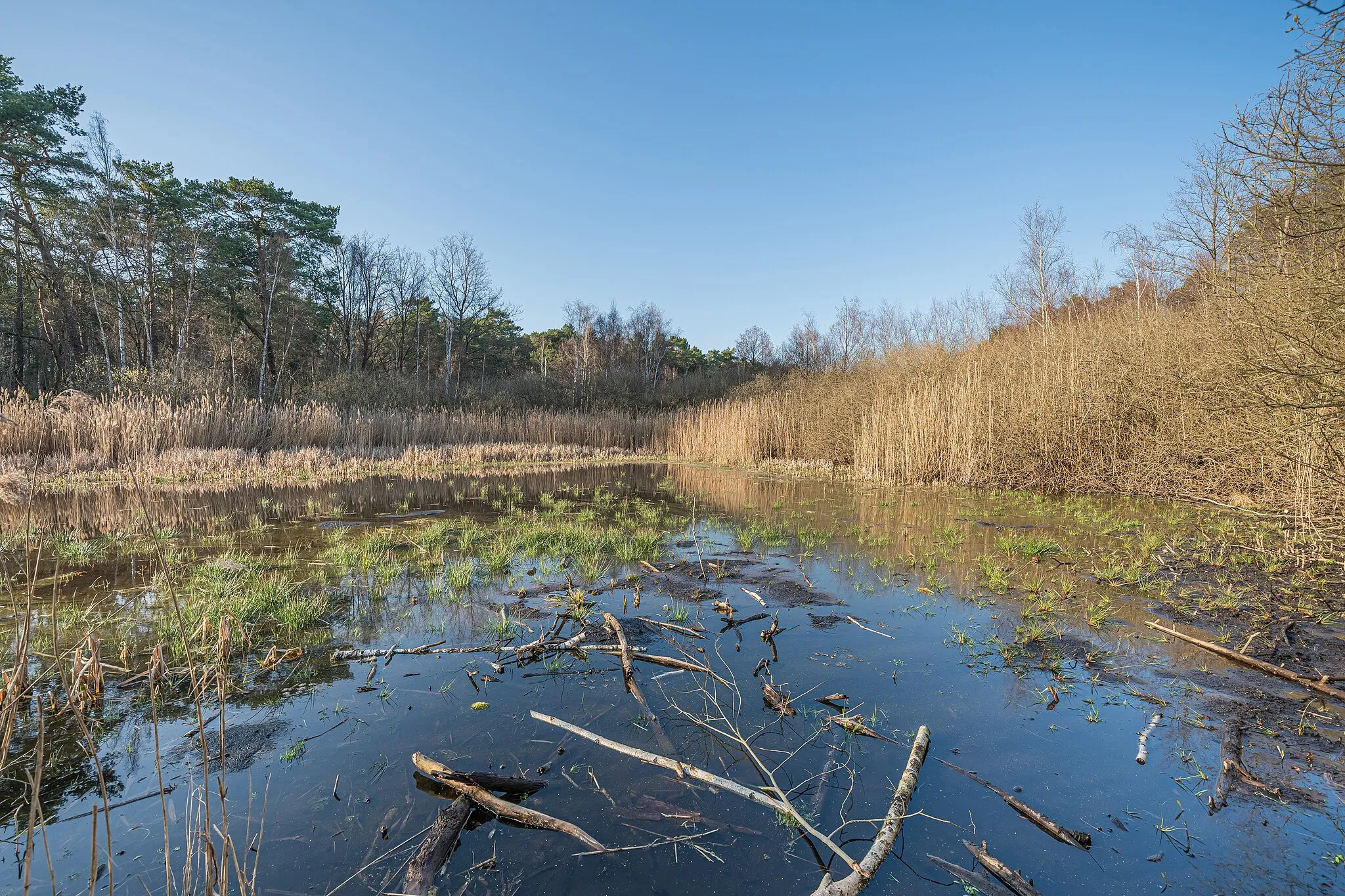 Photo showing: Protected landscape area Pechpfuhl in Ludwigsfelde, Brandenburg, Germany