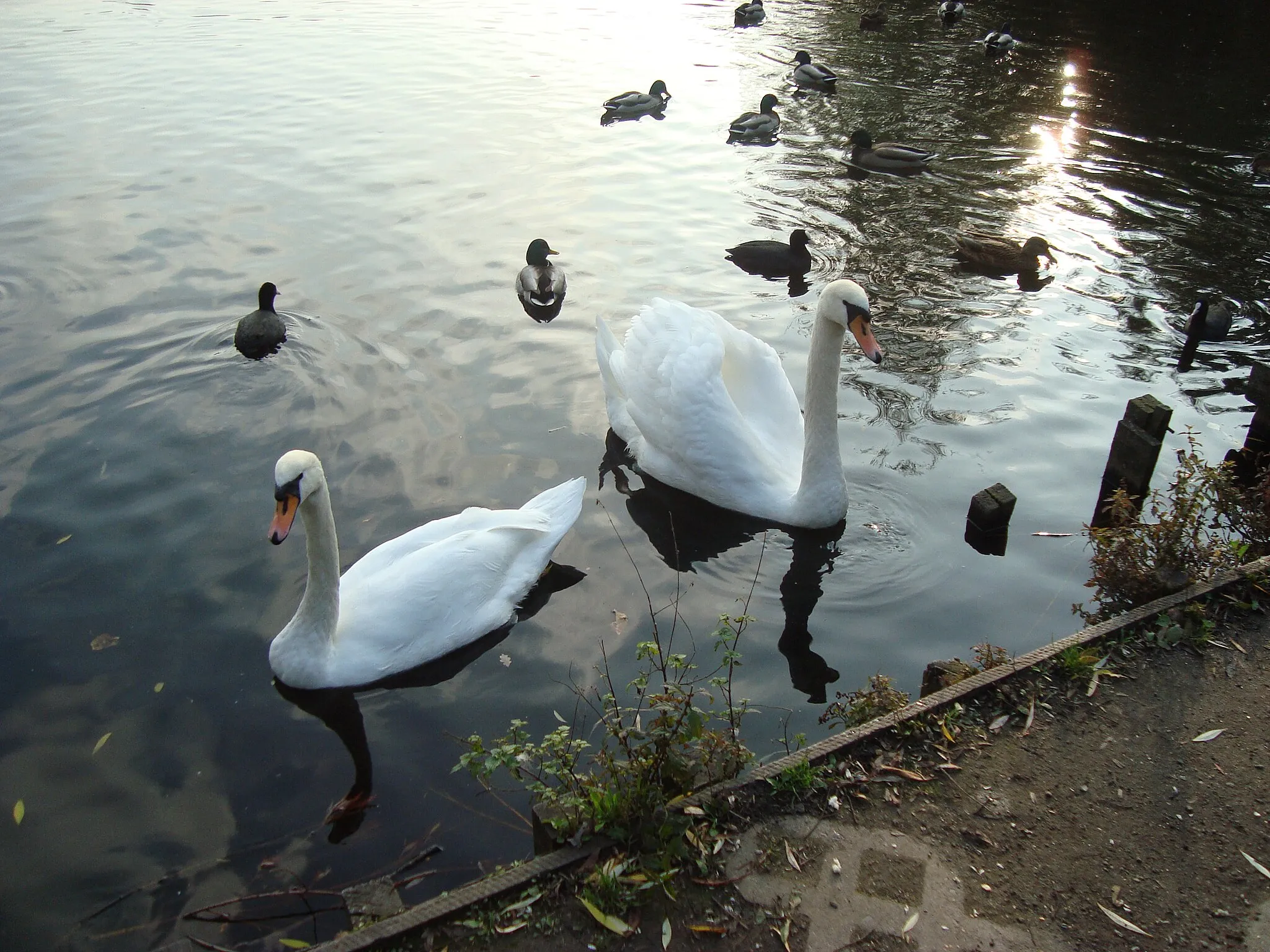 Photo showing: Schwäne am schäfersee,berlin reinickendorf