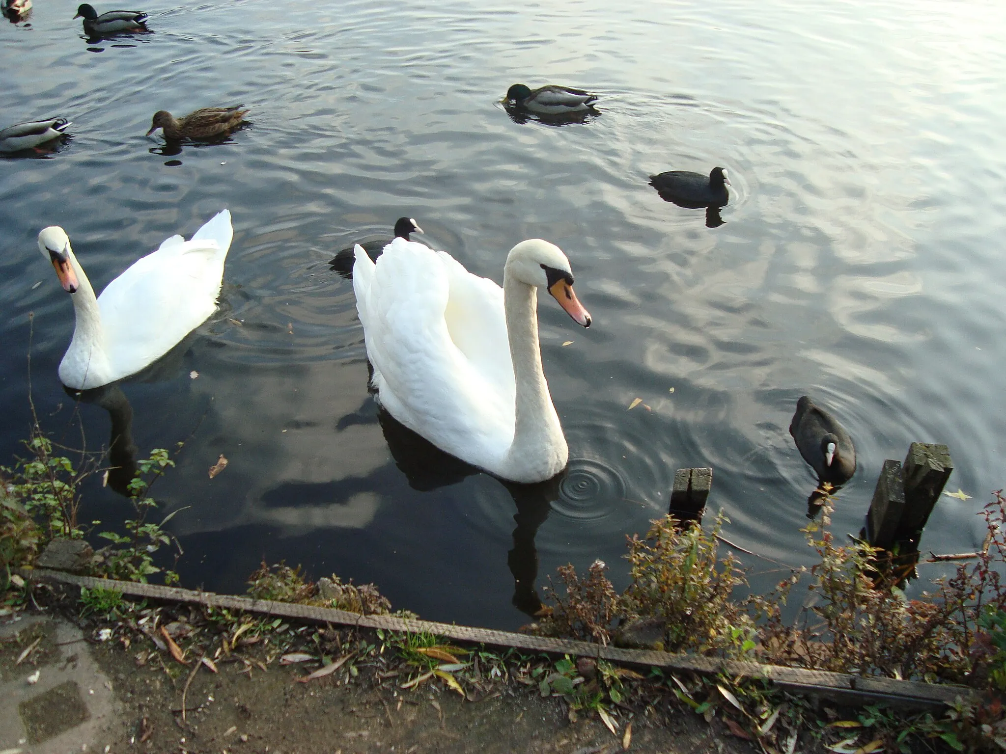 Photo showing: Schwäne am schäfersee,berlin reinickendorf