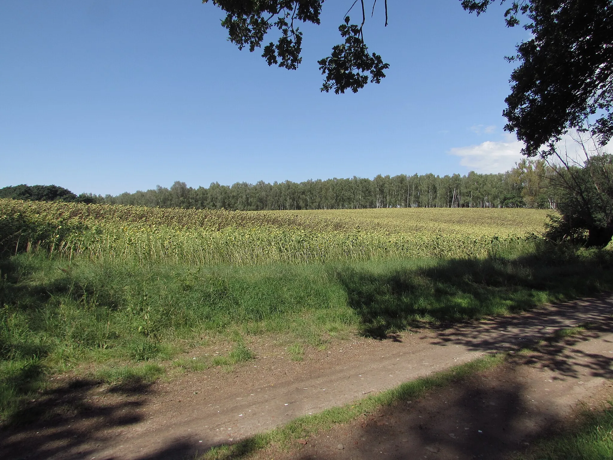 Photo showing: wasenberg bei mötzow