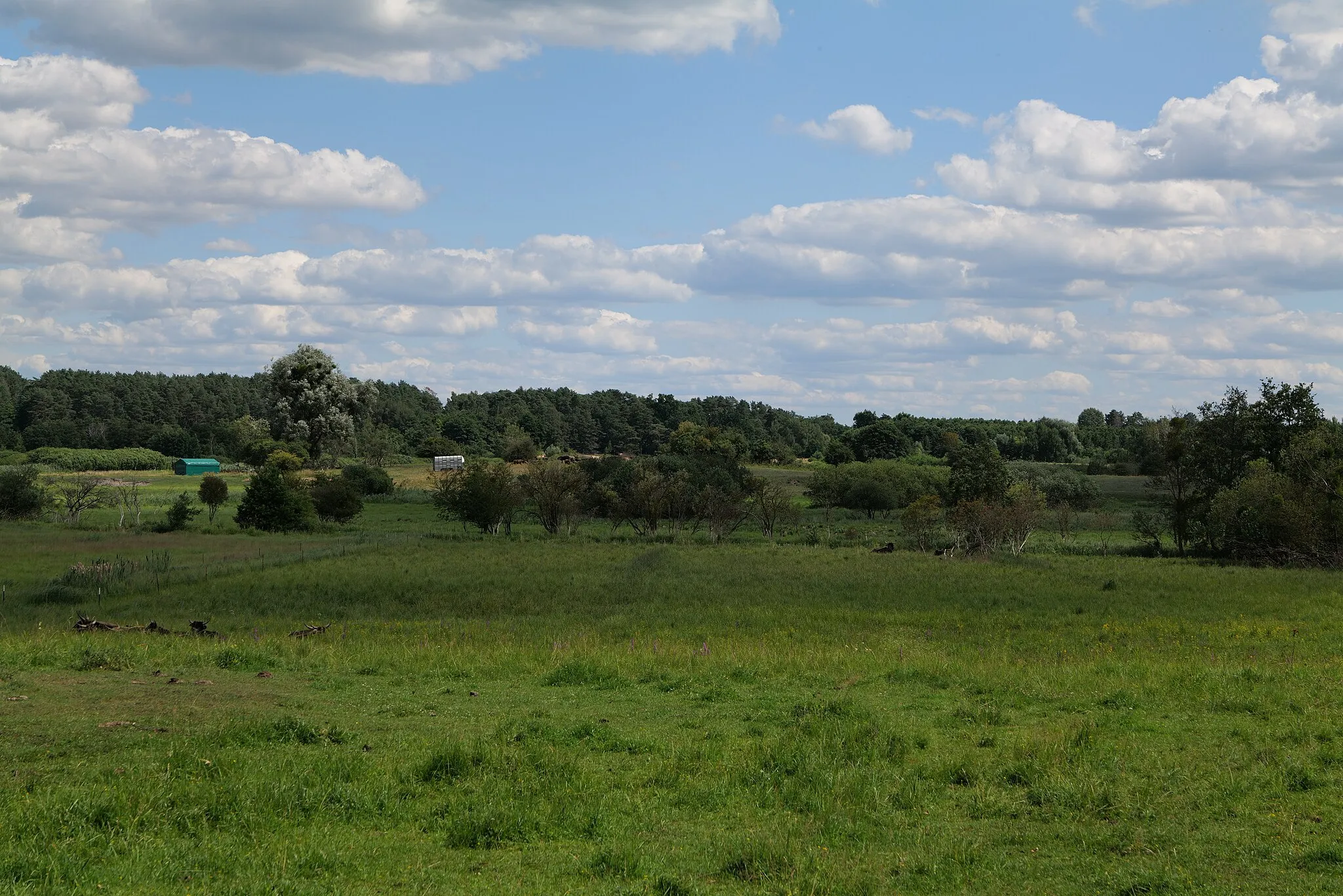 Photo showing: Naturschutzgebiet Lange Dammwiesen und Unteres Annatal nördlich von Torfhaus am 22. Juli 2020.