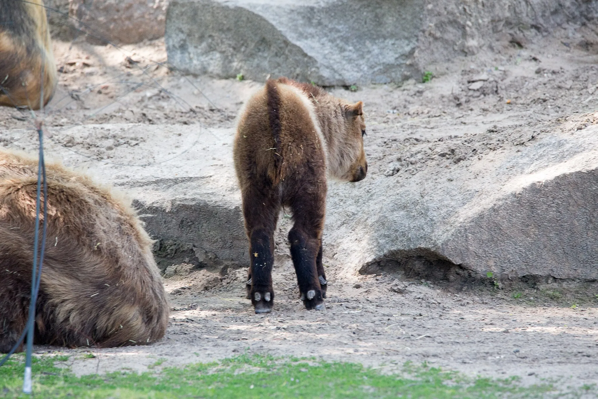 Photo showing: Sichuan-Takin
Budorcas taxicolor tibetana

Jungtier vom 15.2.2019