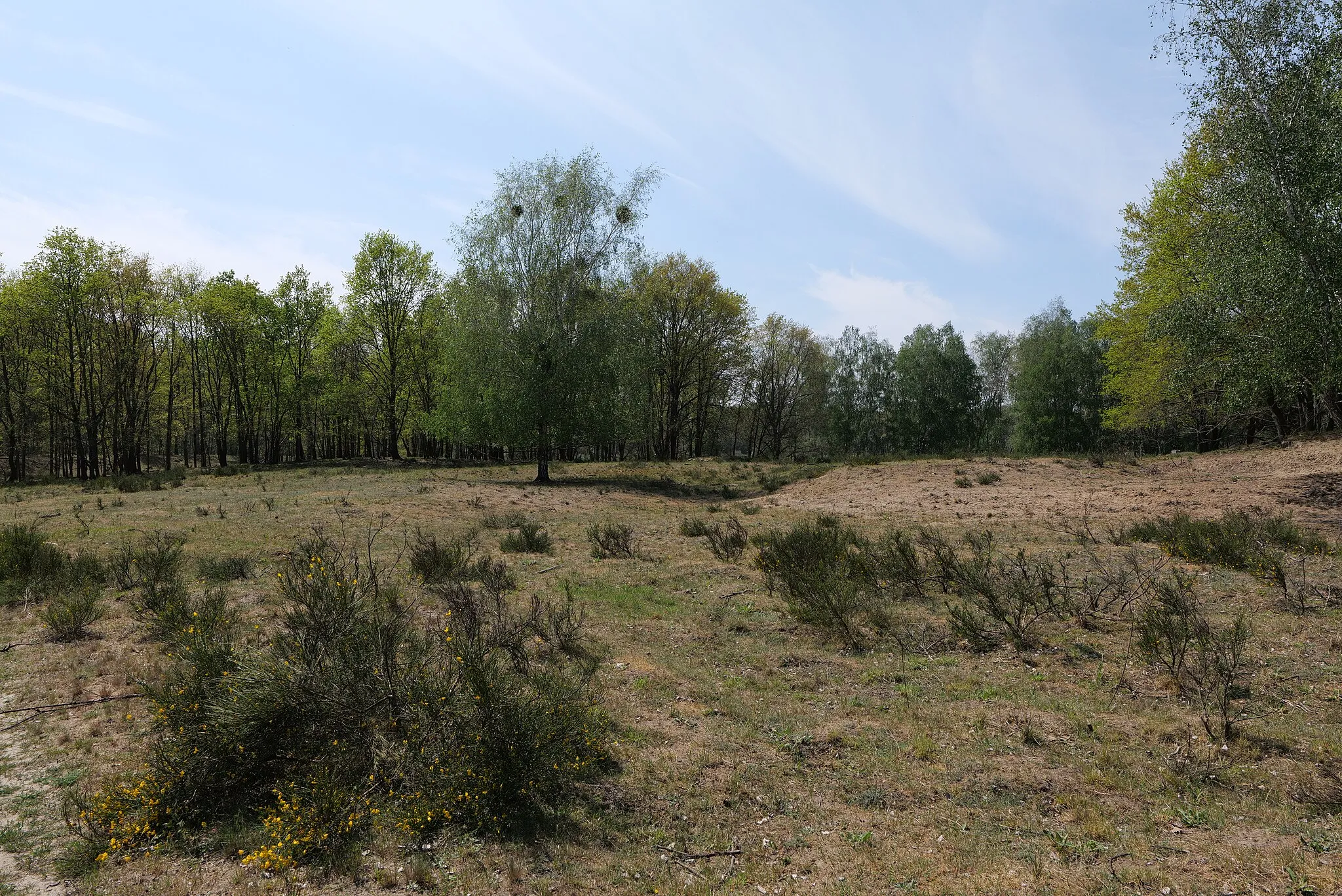 Photo showing: Offenlandflächen in der Döberitzer Heide im Naturschutzgebiet Döberitzer Heide am 8. Mai 2020.