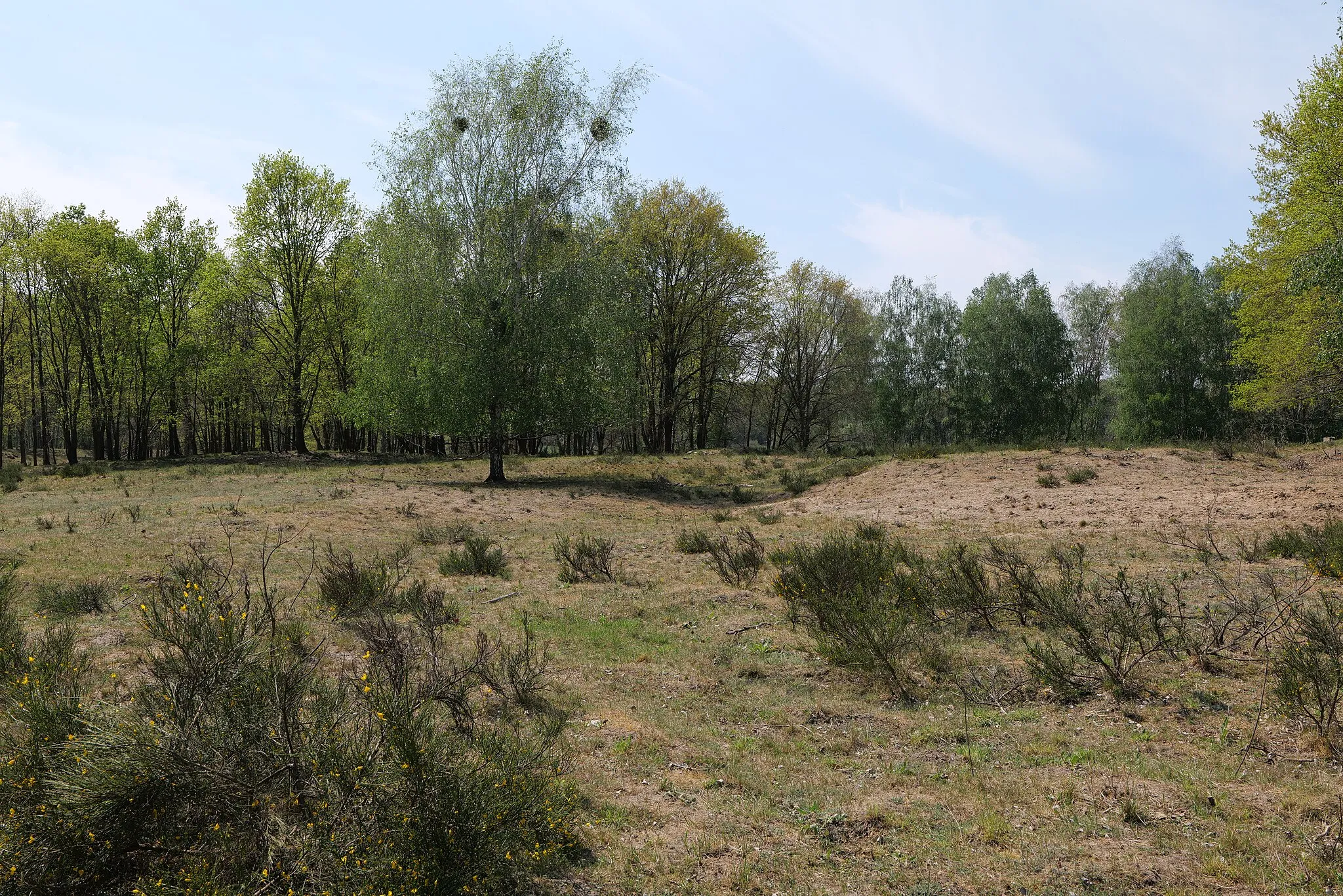 Photo showing: Offenlandflächen in der Döberitzer Heide im Naturschutzgebiet Döberitzer Heide am 8. Mai 2020.