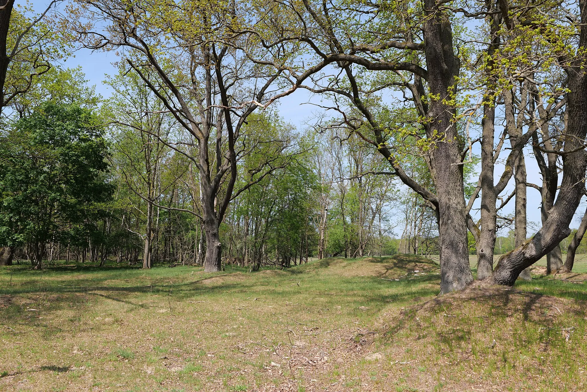 Photo showing: Waldflächen in der Döberitzer Heide im Naturschutzgebiet Döberitzer Heide am 8. Mai 2020.