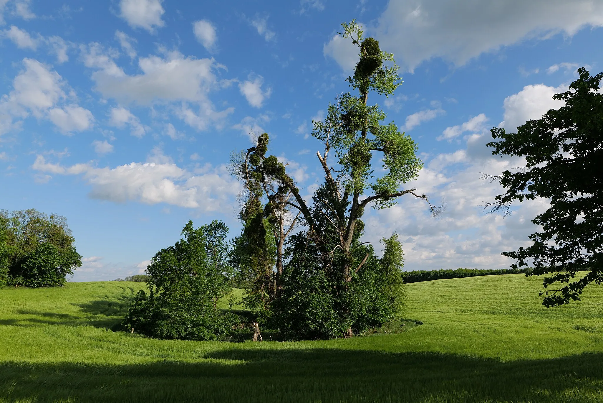 Photo showing: Acker im FFH-Gebiet Kronhorst-Groß Fredenwalde.