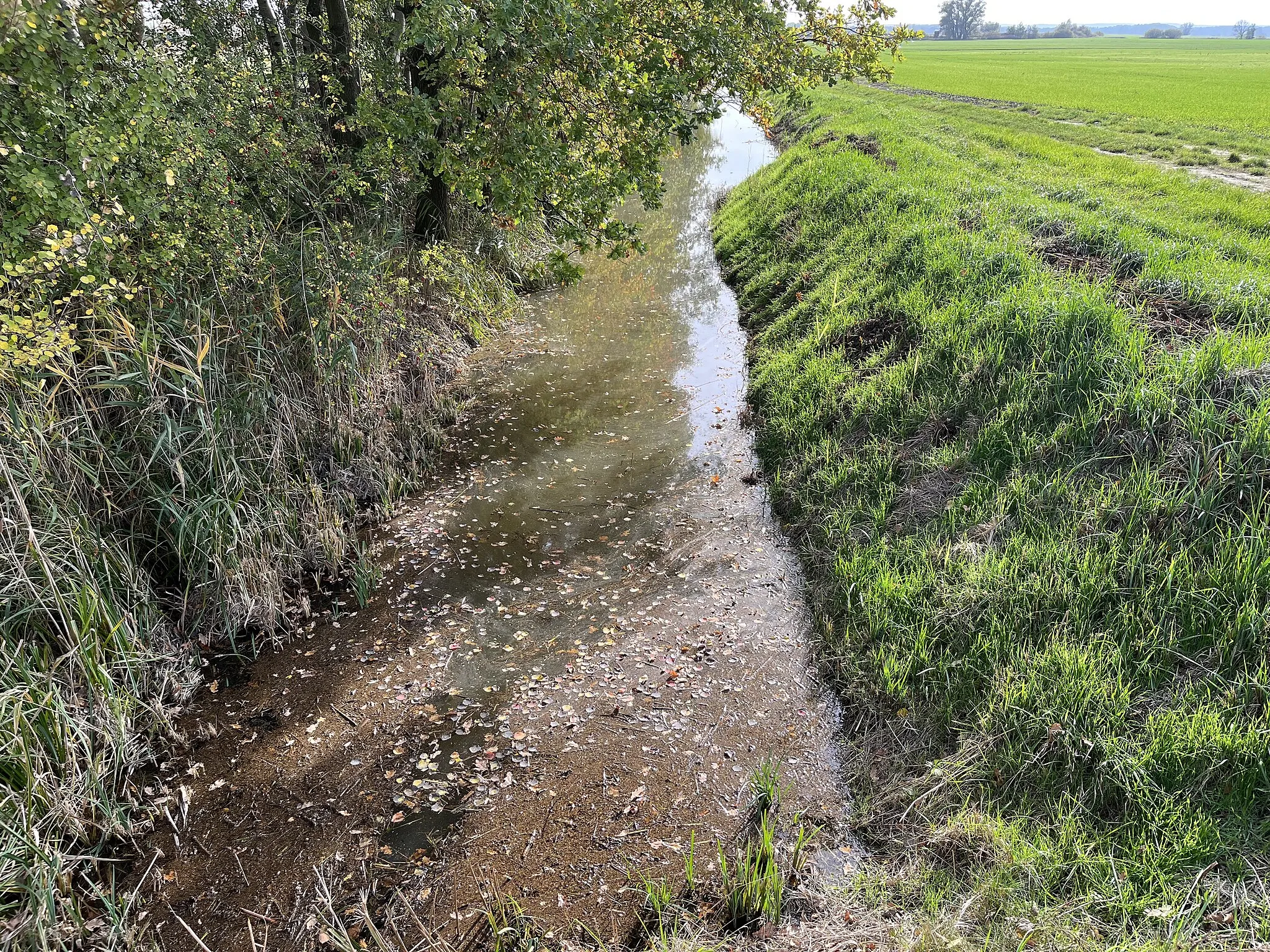 Photo showing: Goßmar-Luckauer-Grenzgraben, Meliorationsgraben und Zufluss des Ständergrabens im Landkreis Dahme-Spreewald in Brandenburg