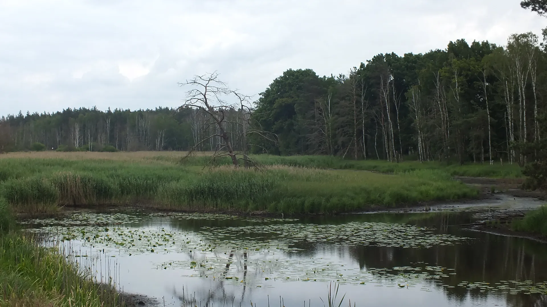 Photo showing: Naturschutzgebiet Alte Elster und Rohrbornwiesen