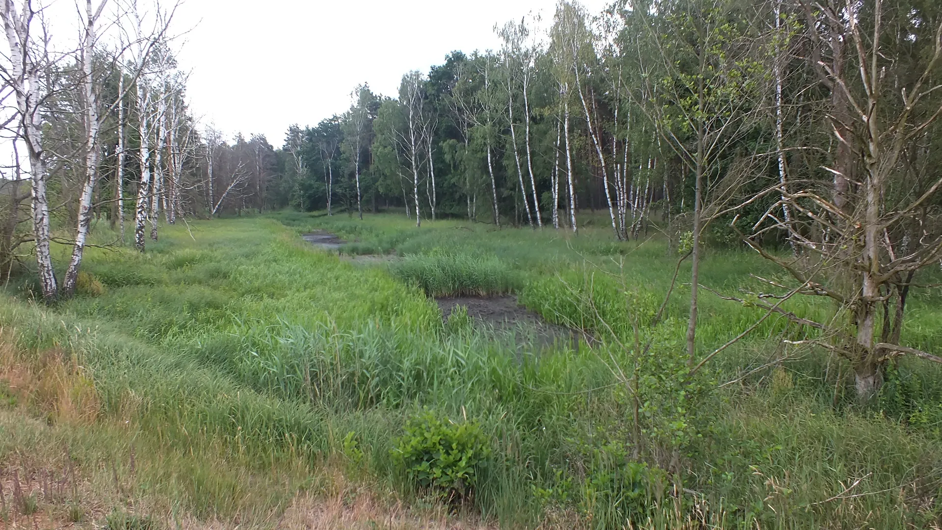 Photo showing: Naturschutzgebiet Alte Elster und Rohrbornwiesen