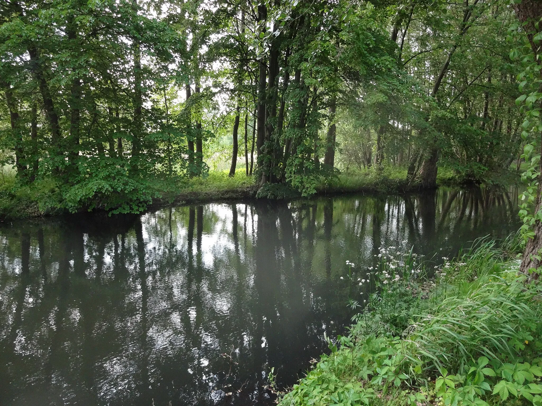 Photo showing: Dahme bei der Dammühle Wildau-Wentdorf