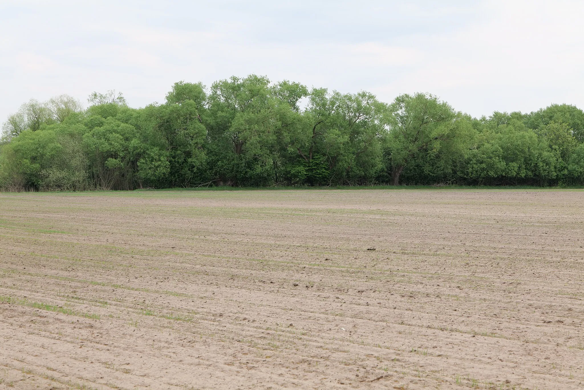 Photo showing: Als Naturschutzgebiet geschützte Umgebung des Pinnower Sees am 10. Mai 2020.