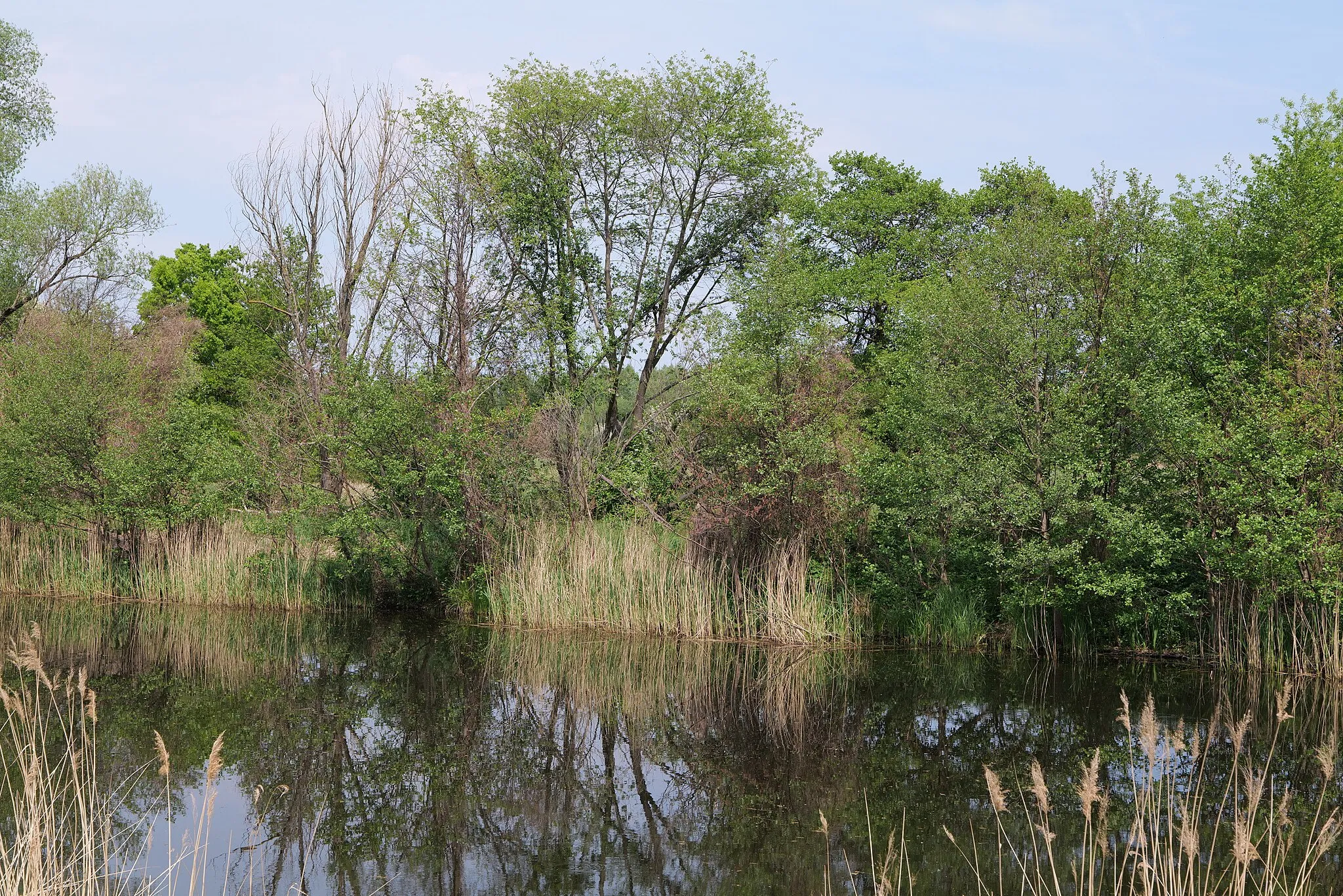 Photo showing: Als Naturschutzgebiet geschützte Umgebung des Pinnower Sees am 10. Mai 2020.
