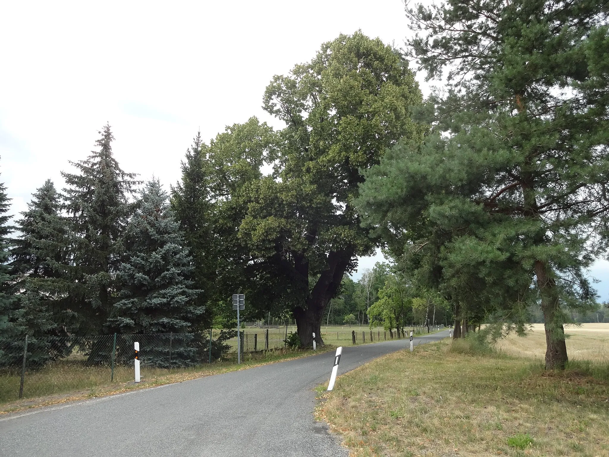 Photo showing: Naturdenkmal Sommerlinde an Straßenrand am Dorfanger 20 in Rutzkau