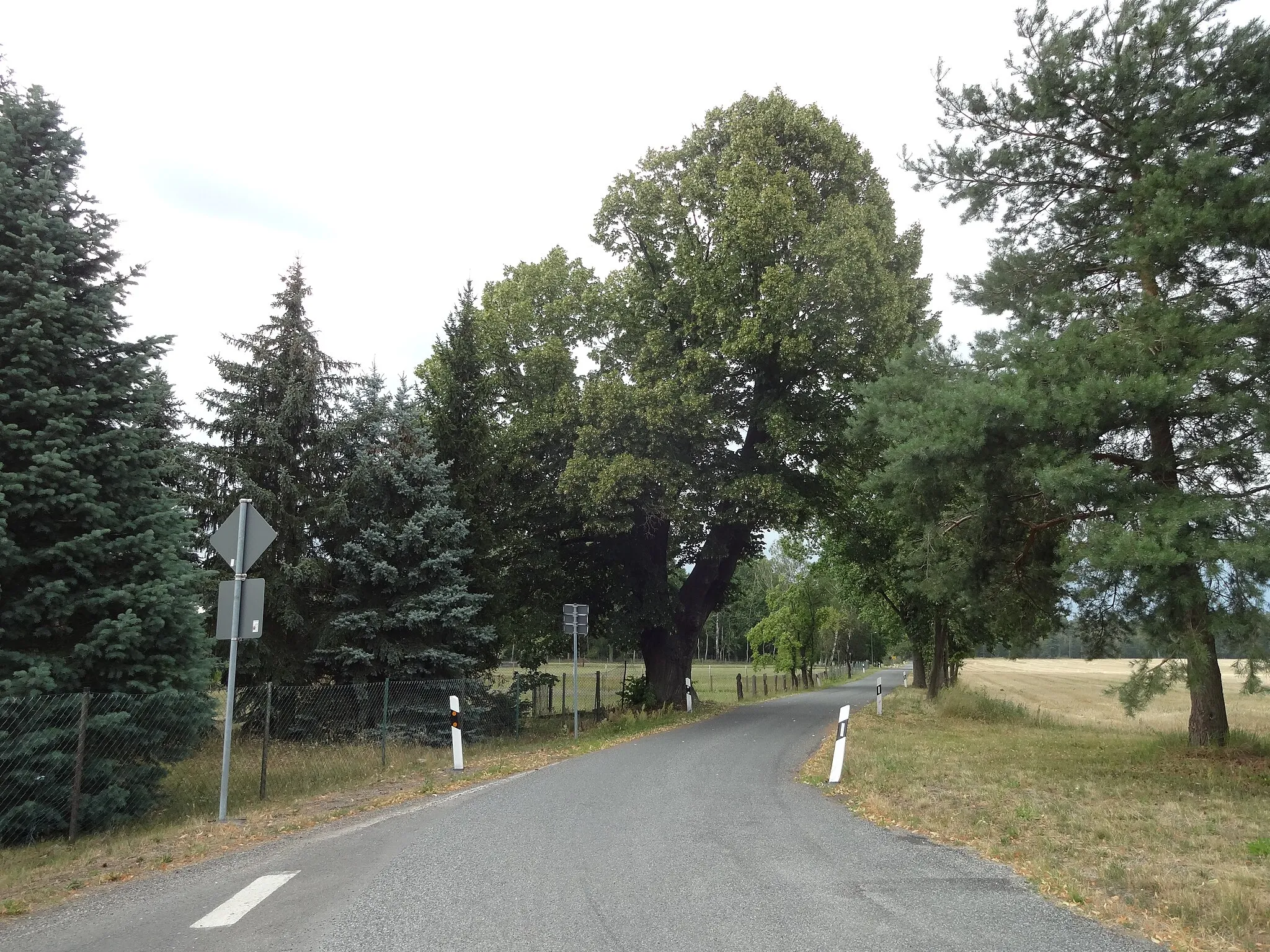 Photo showing: Naturdenkmal Sommerlinde an Straßenrand am Dorfanger 20 in Rutzkau