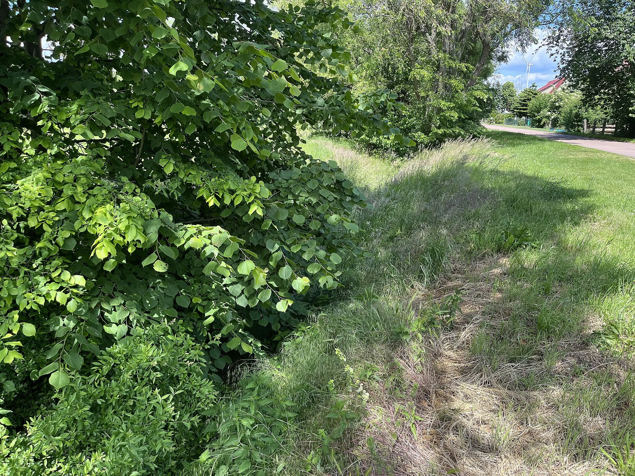 Photo showing: Ihlower Graben, Meliorationsgraben im Landkreis Teltow-Fläming in Brandenburg