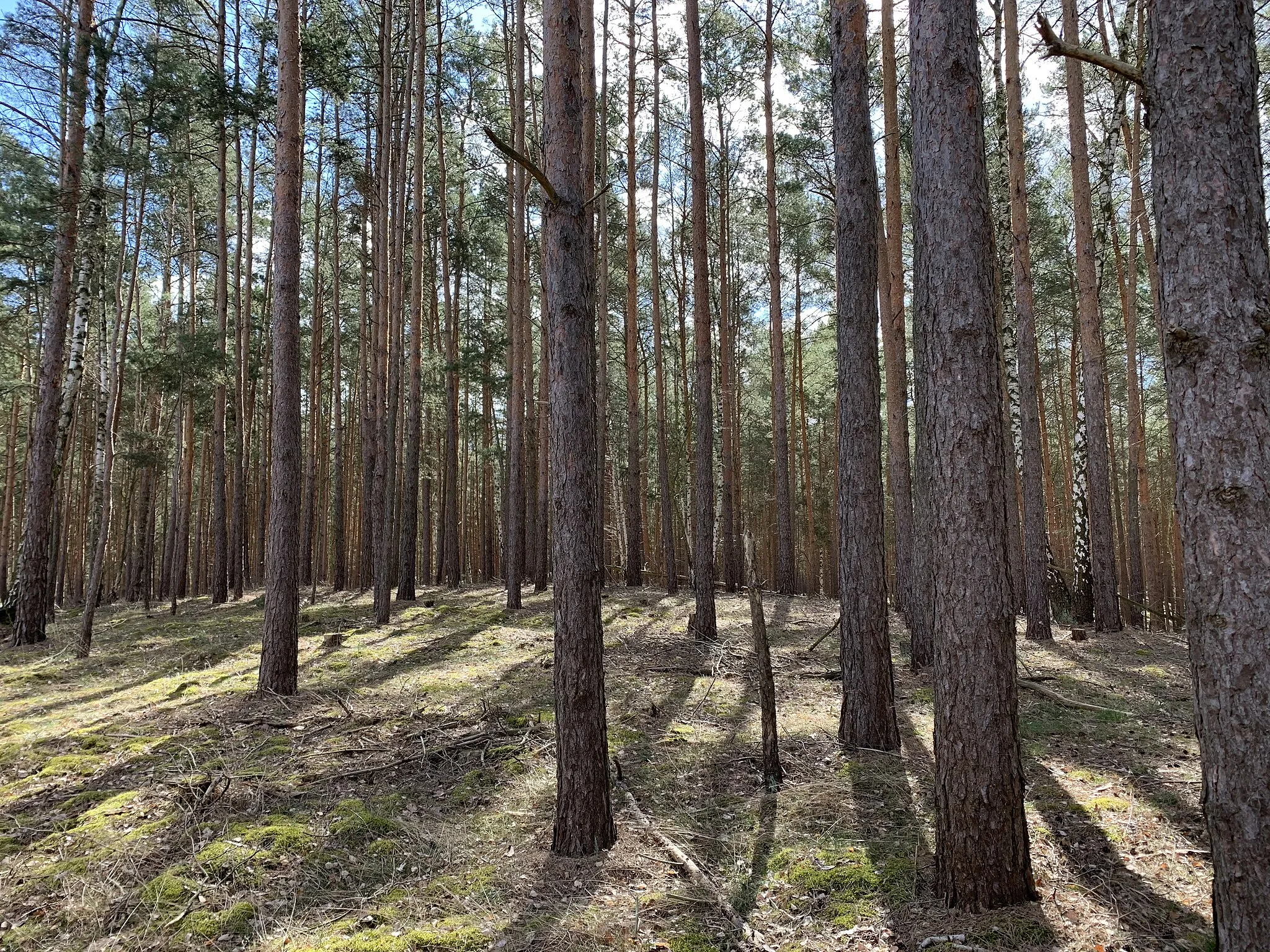 Photo showing: Der Fichtenberg ist eine 68m hohe Erhebung in Michendorf, Brandenburg