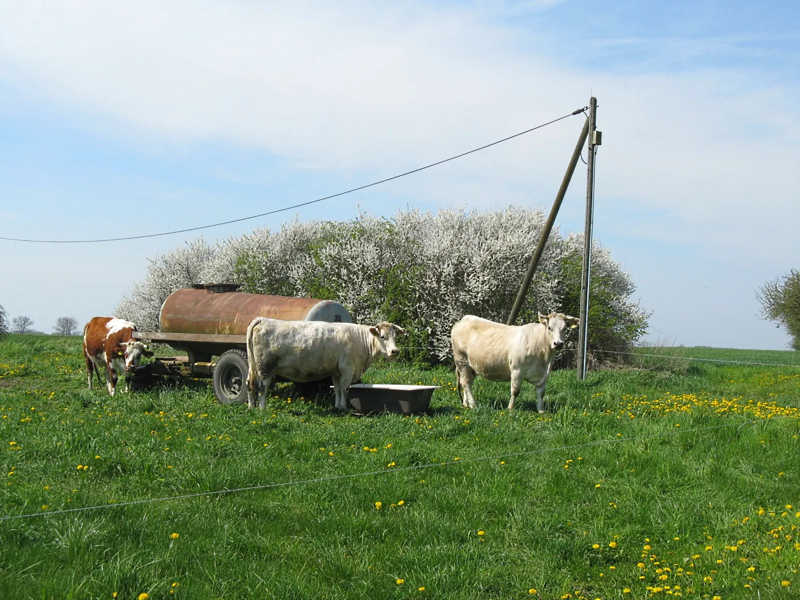 Photo showing: Cows in Klüß, Mecklenburg-Vorpommern, Germany